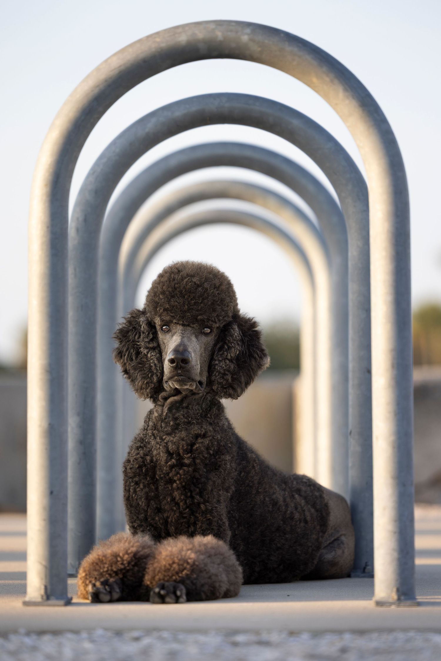 Standard Poodle showcasing beautiful St. Pete Pier, beautiful sunny day, lasting memory for dog owners who see their pets as family.