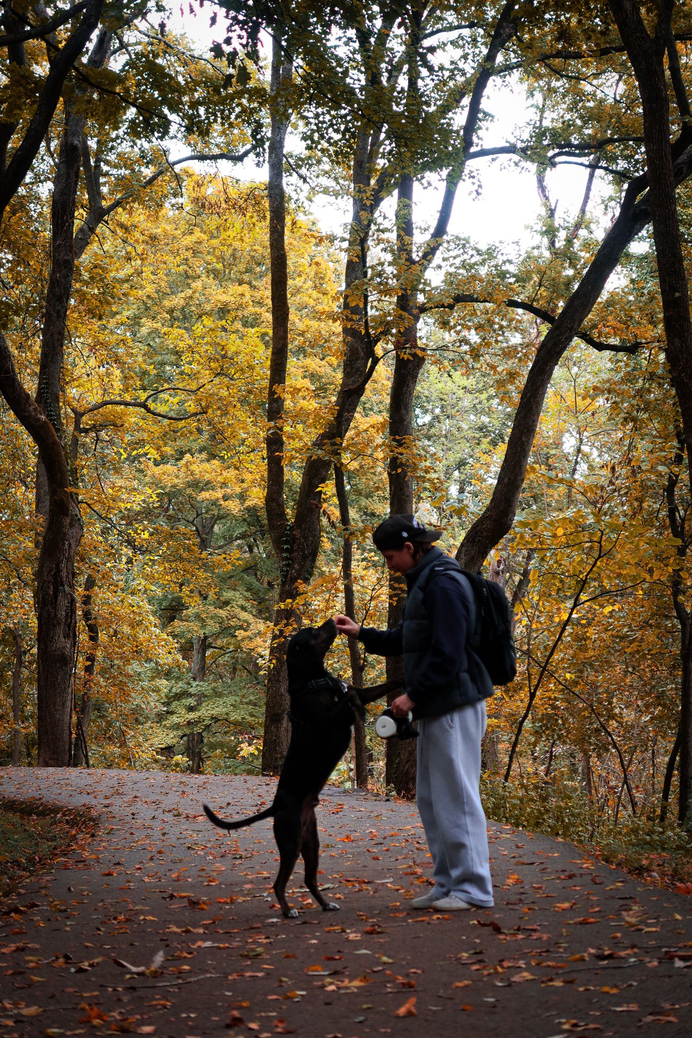 Girl and her dog looking at each other in front of fall leaves for photoshoot