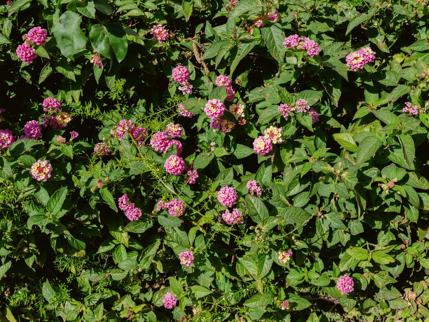 Lush green garden ground cover blooming with clusters of small pink and white lantana flowers in sunlight.