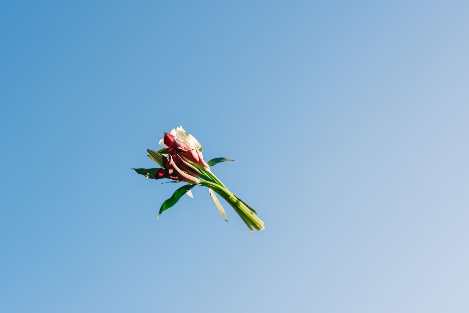Single pink peony flower tossed against clear blue sky during outdoor wedding celebration.