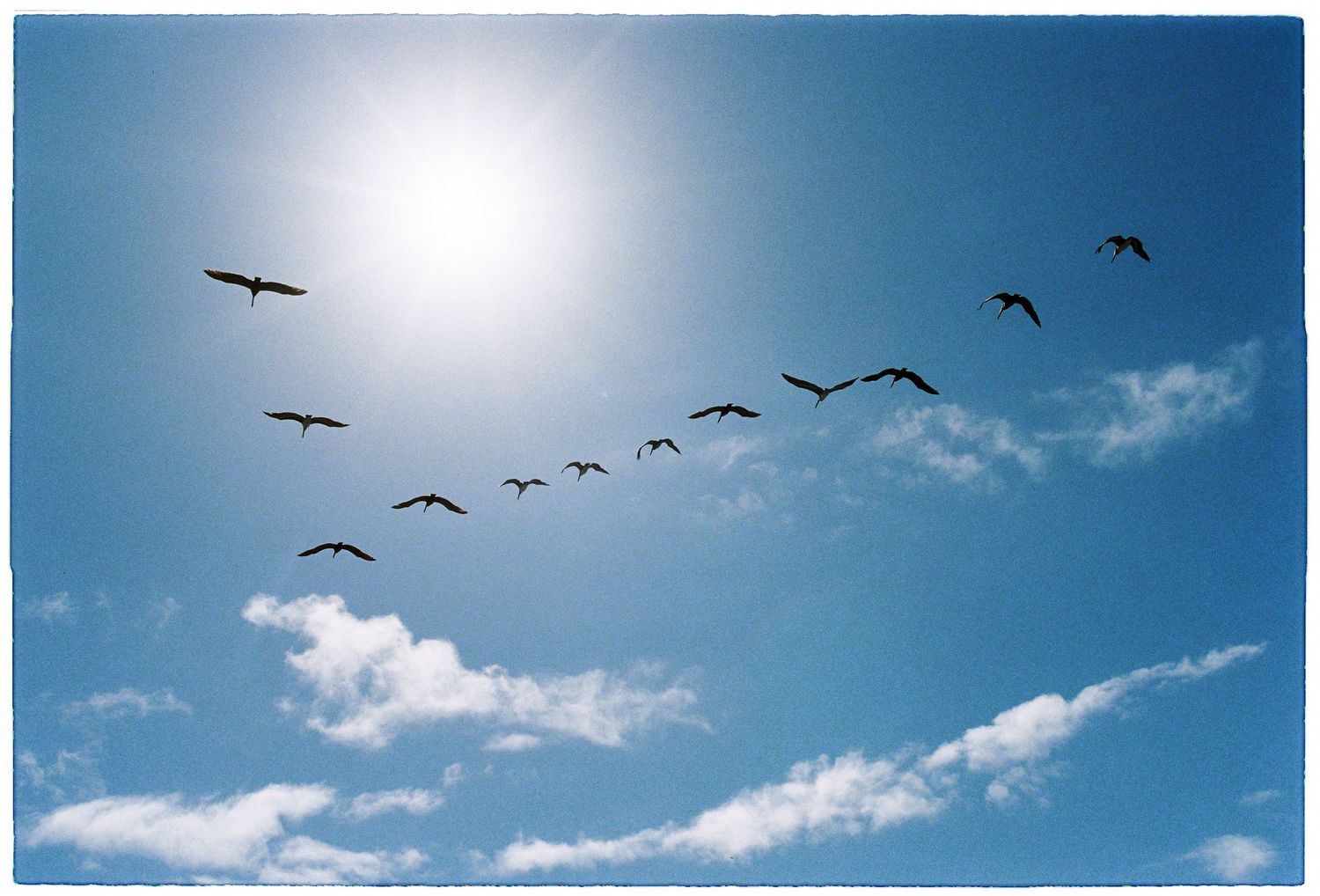 Flock of birds flying in V-formation against a bright blue sky with the sun shining overhead.