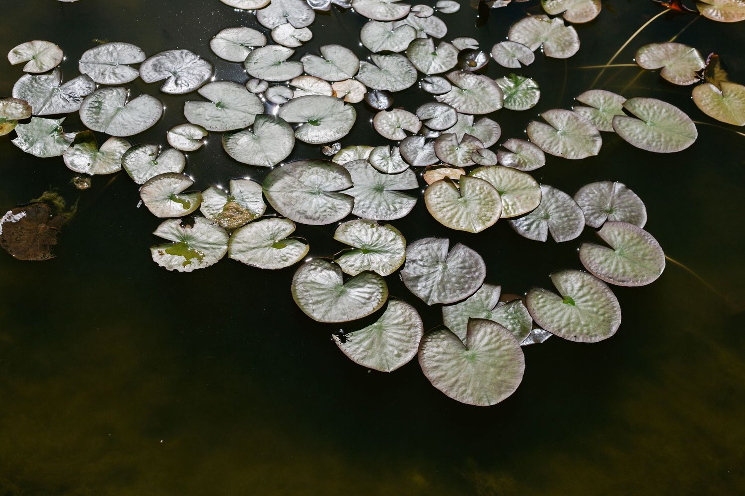 Overhead view of green lily pads floating on a calm dark pond surface in a garden setting.
