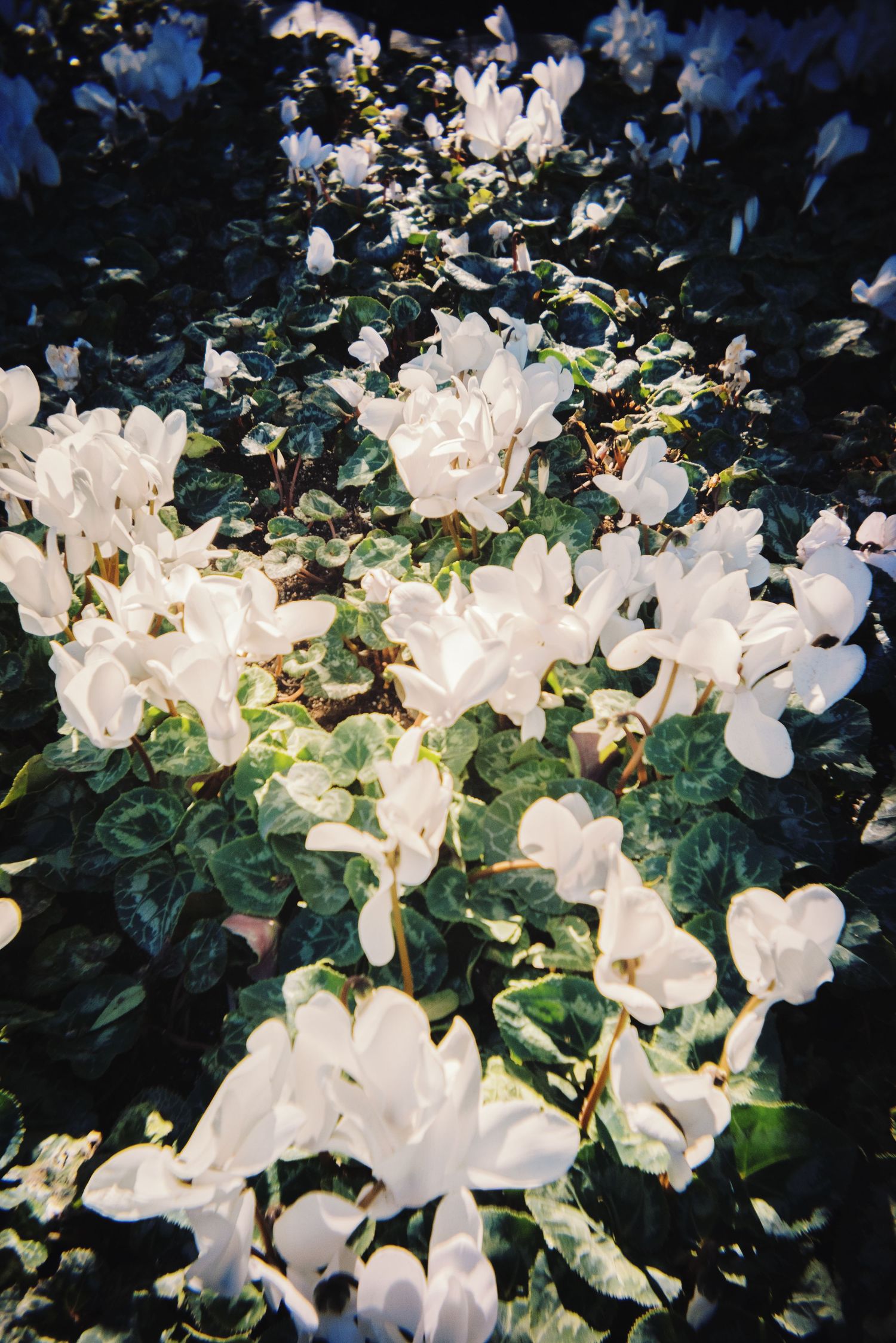 Cluster of white cyclamen flowers in full bloom surrounded by dark green foliage in a garden setting.