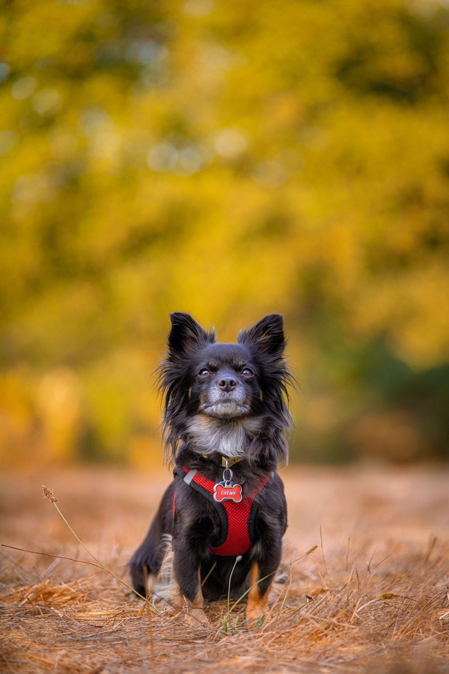 Chewy 2024
Shot in a Sony
