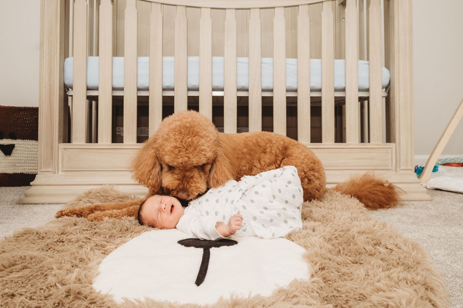 A golden doodle dog lies on a plush carpet next to a white crib.