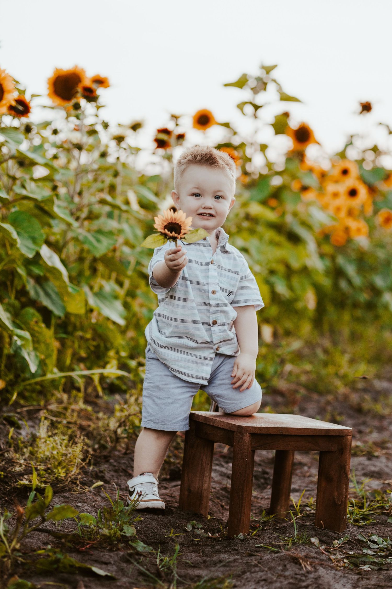 Young child sits on wooden bench surrounded by blooming sunflowers at sunset.
