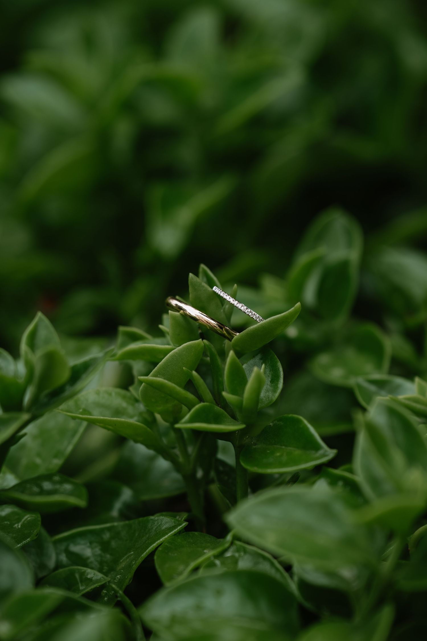 Close-up macro photograph of vibrant green tea leaves with shallow depth of field in natural light.