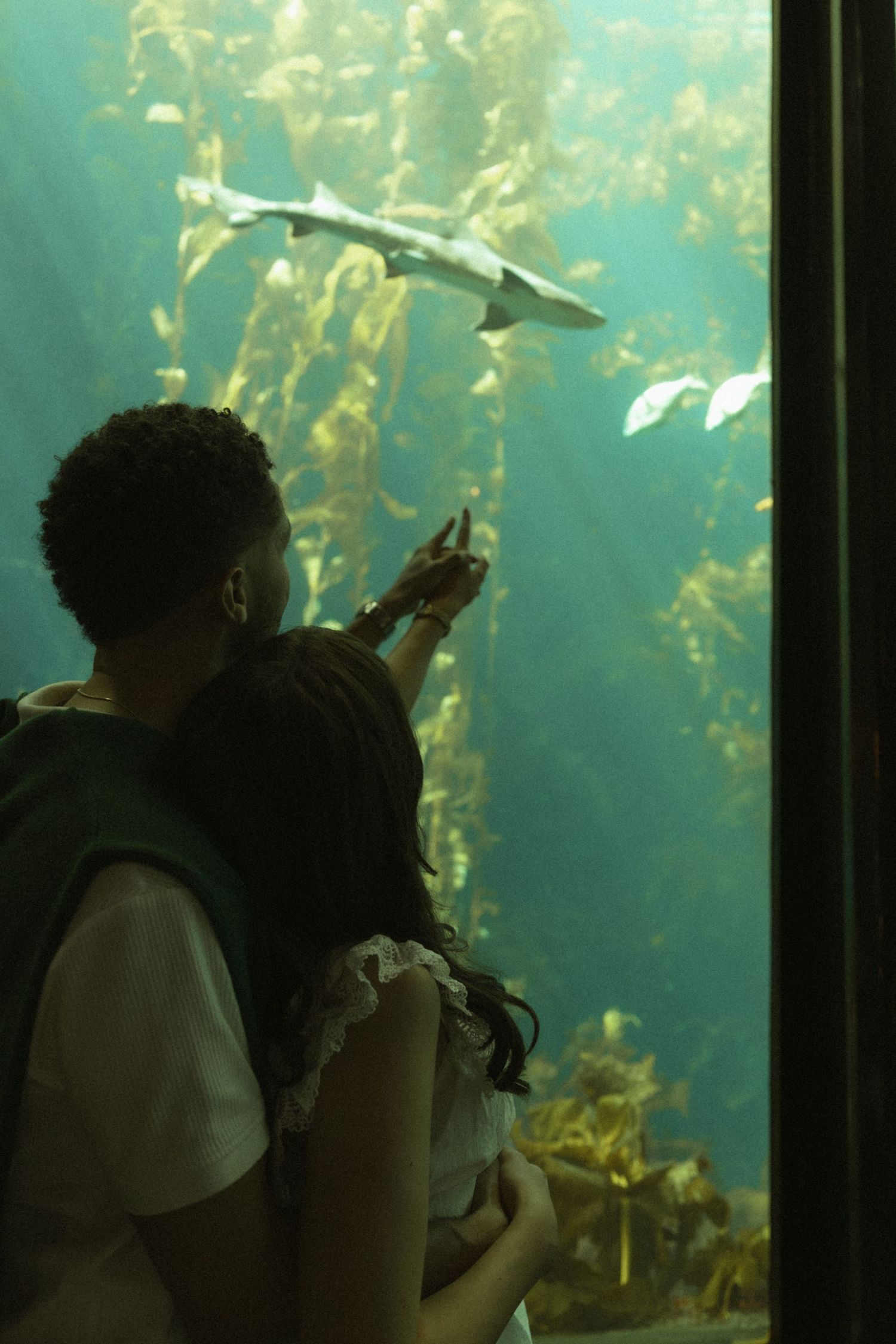 Couple pointing at a shark swimming through kelp forest exhibit at an aquarium.