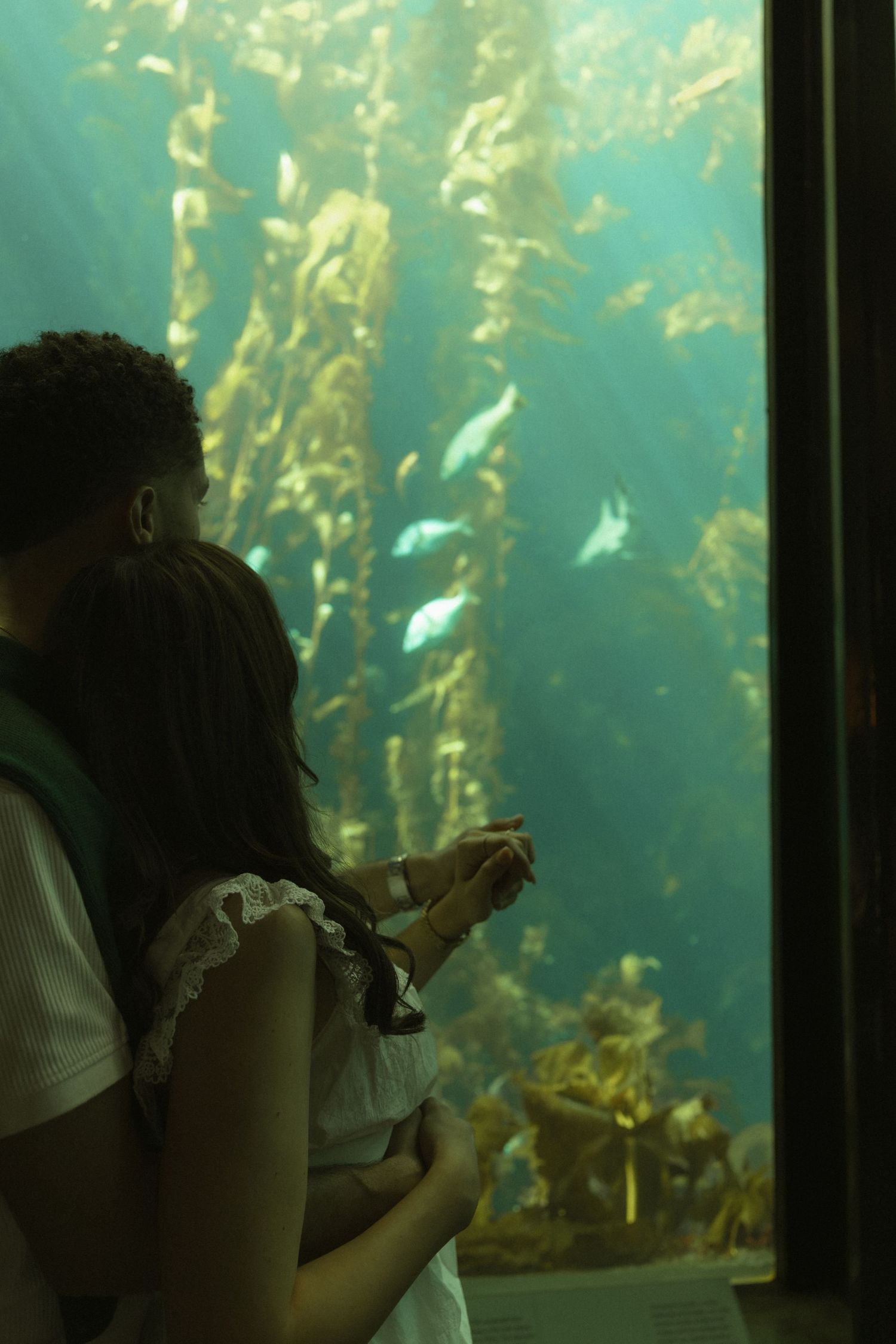 Couple holding hands viewing fish and kelp forest through large aquarium tank window.