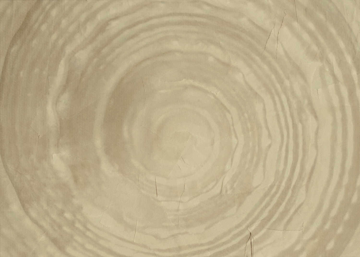 Close-up cross-section of a tree trunk showing detailed concentric growth rings on smooth pale wood.