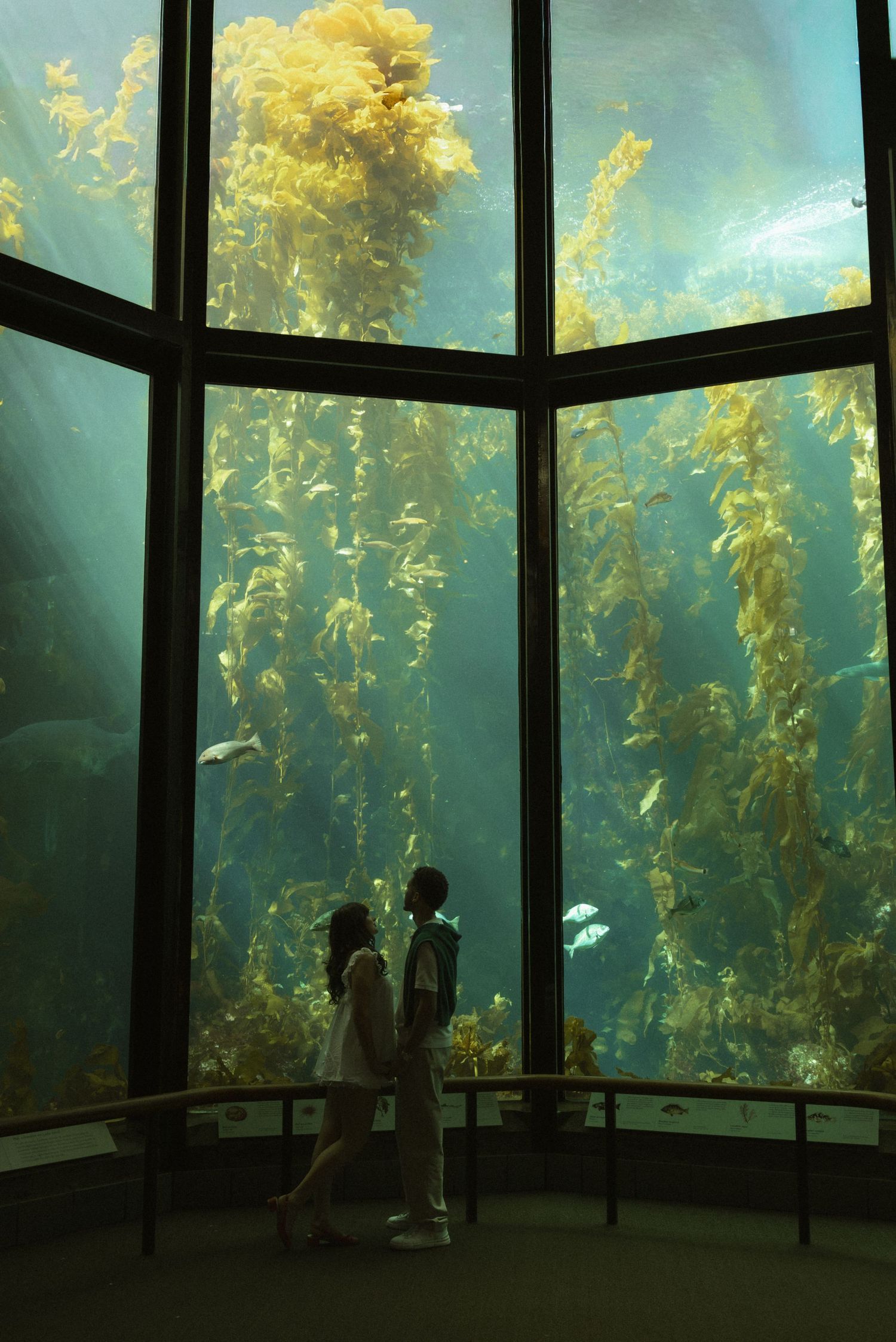 Two people silhouetted against a large aquarium kelp forest display at a marine museum.