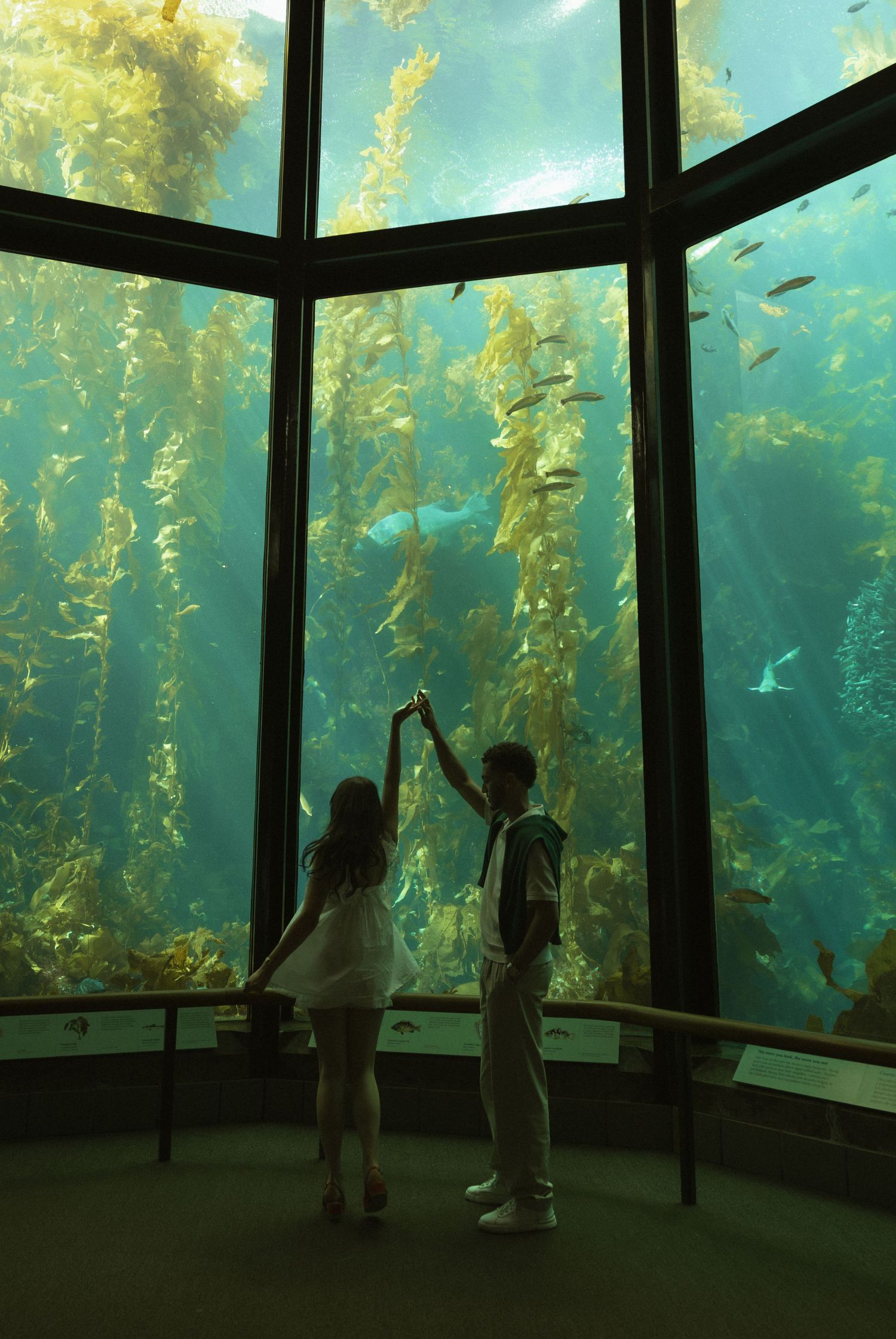 Two children hold hands while viewing a large kelp forest aquarium tank filled with fish and sea life.