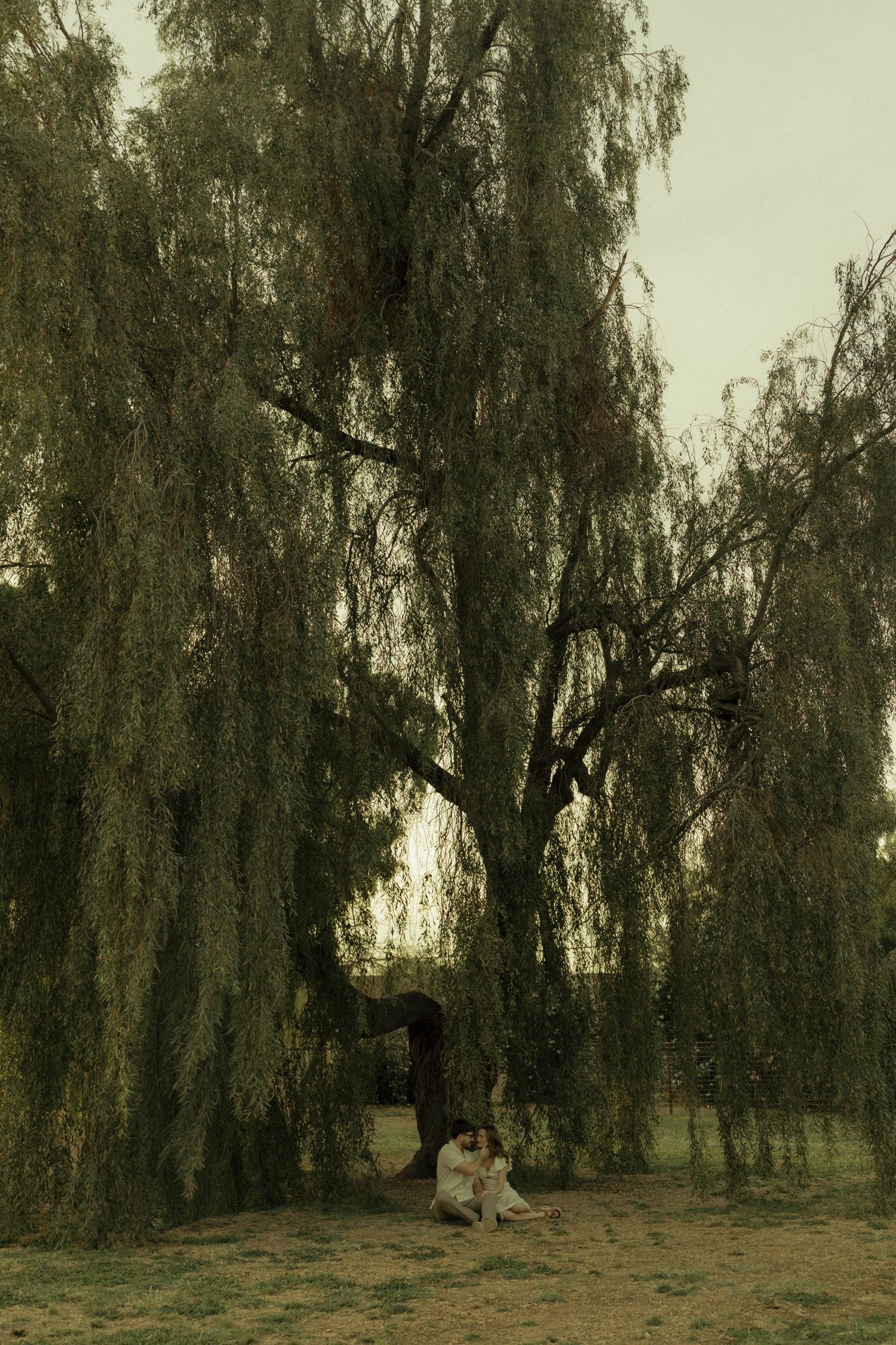 Romantic couple sitting together under the dramatic drooping branches of a large weeping willow tree.
