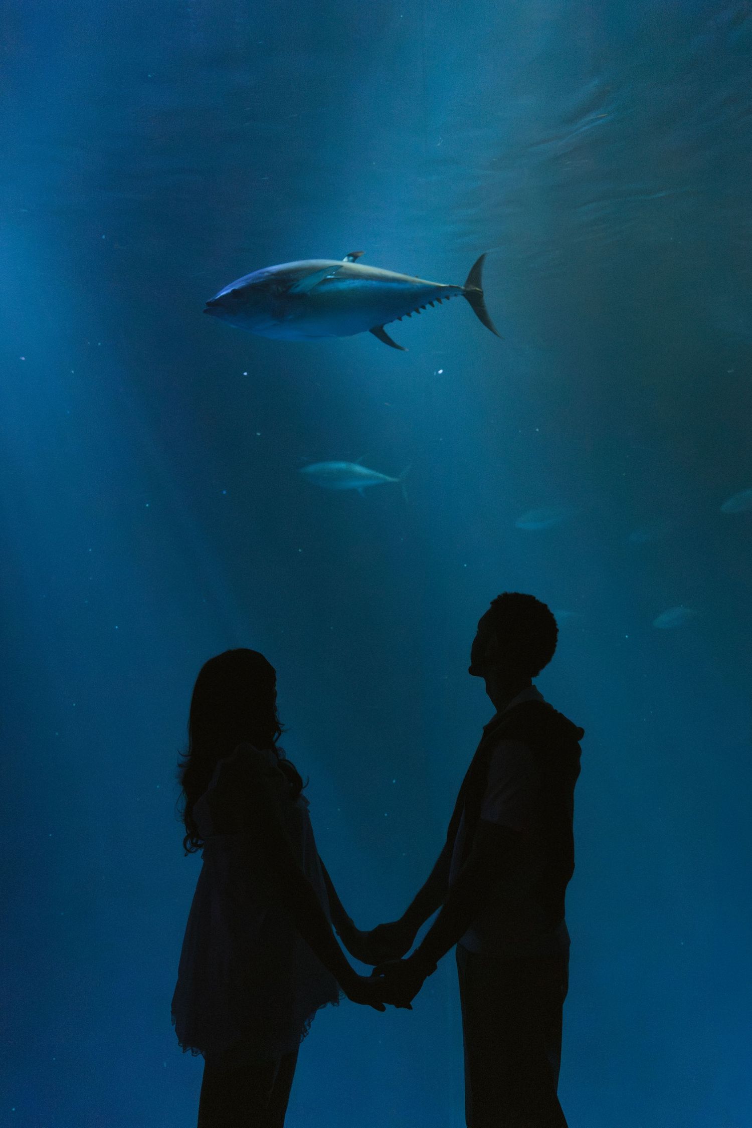 Silhouette of a couple holding hands at an aquarium with a large shark swimming overhead in blue water.