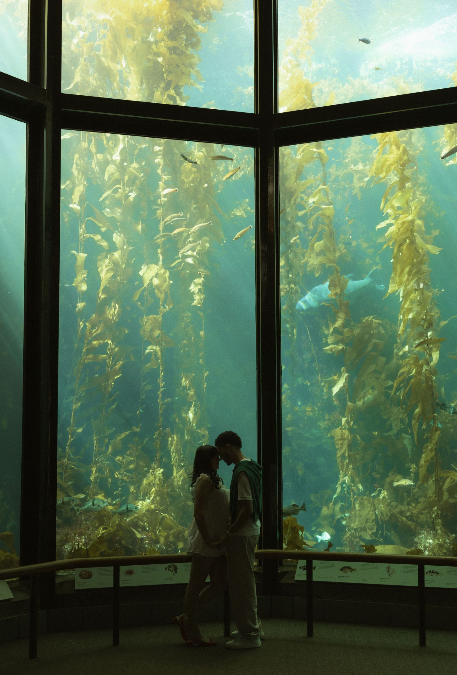 Couple silhouetted against a large kelp forest aquarium tank, sharing a romantic moment surrounded by fish and seaweed.