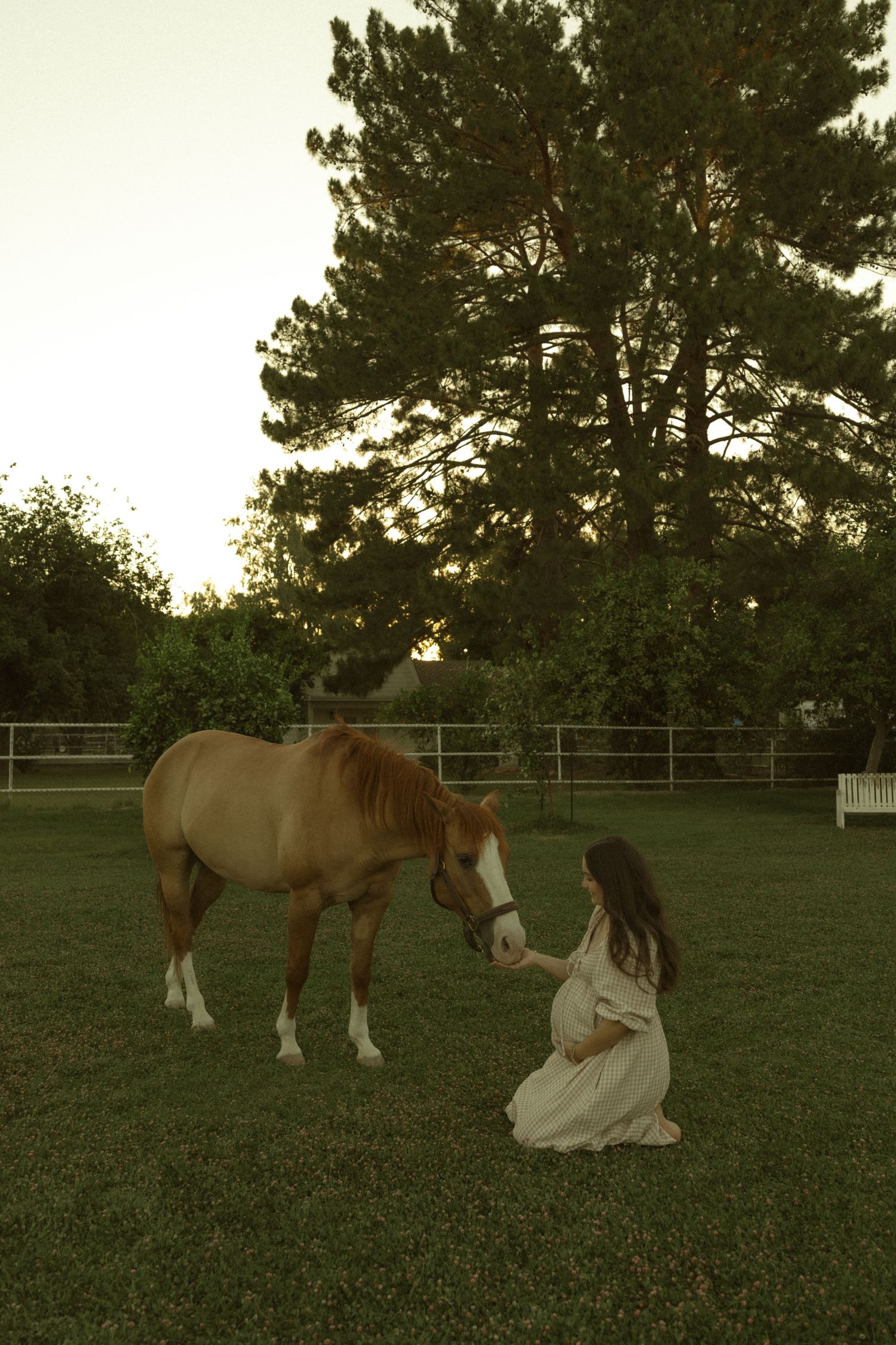 Pregnant woman in white dress kneeling to feed a palomino horse in a fenced green pasture at sunset.