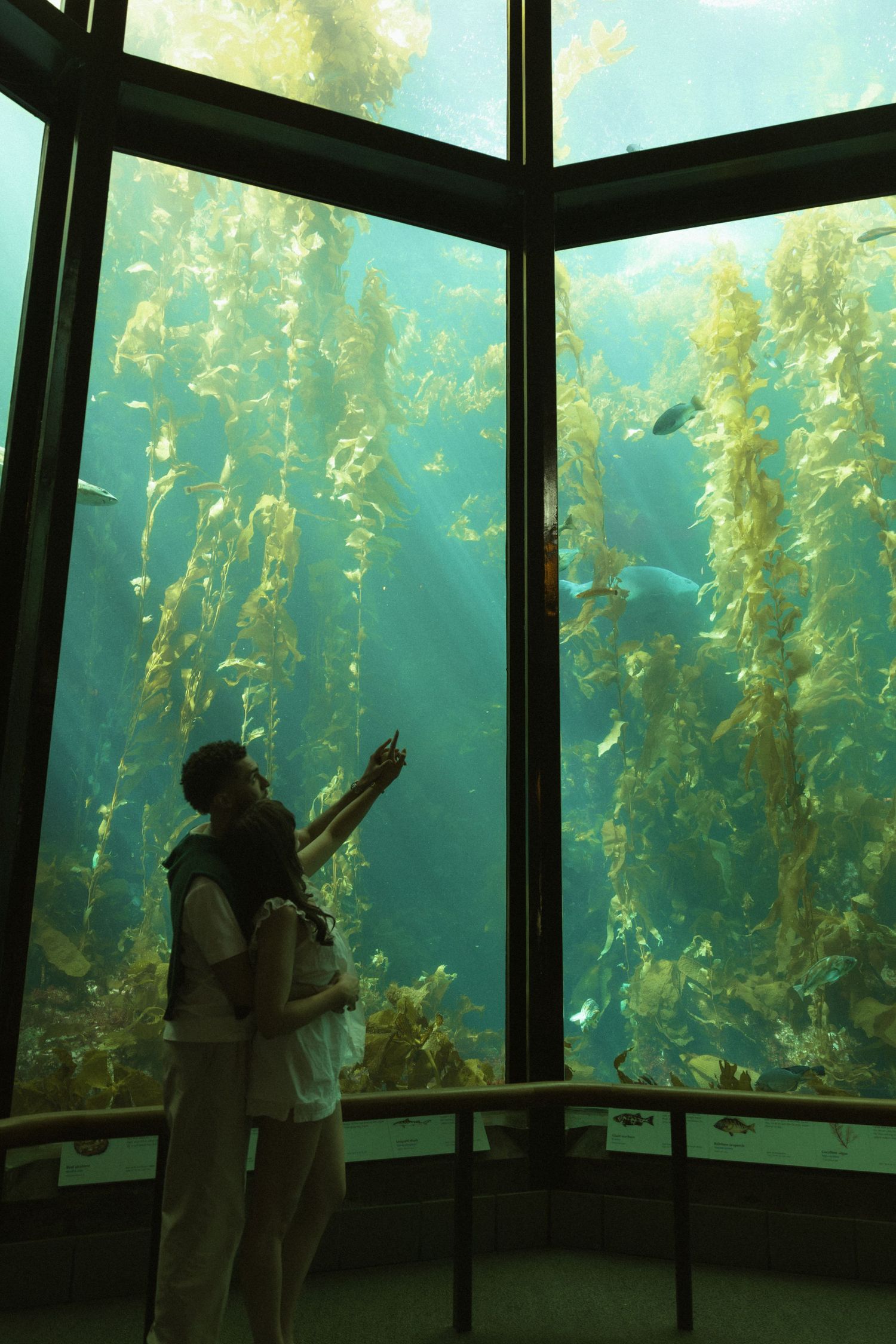 Couple viewing a large kelp forest aquarium tank with fish swimming among tall seaweed at an aquarium.