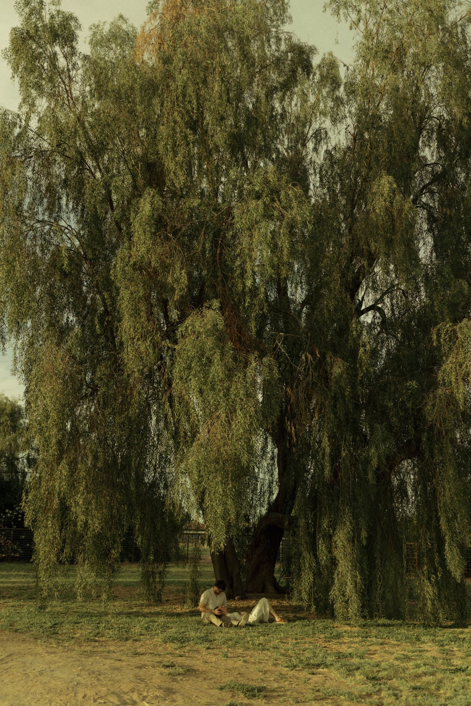 People resting beneath a large weeping willow tree in a peaceful park setting.