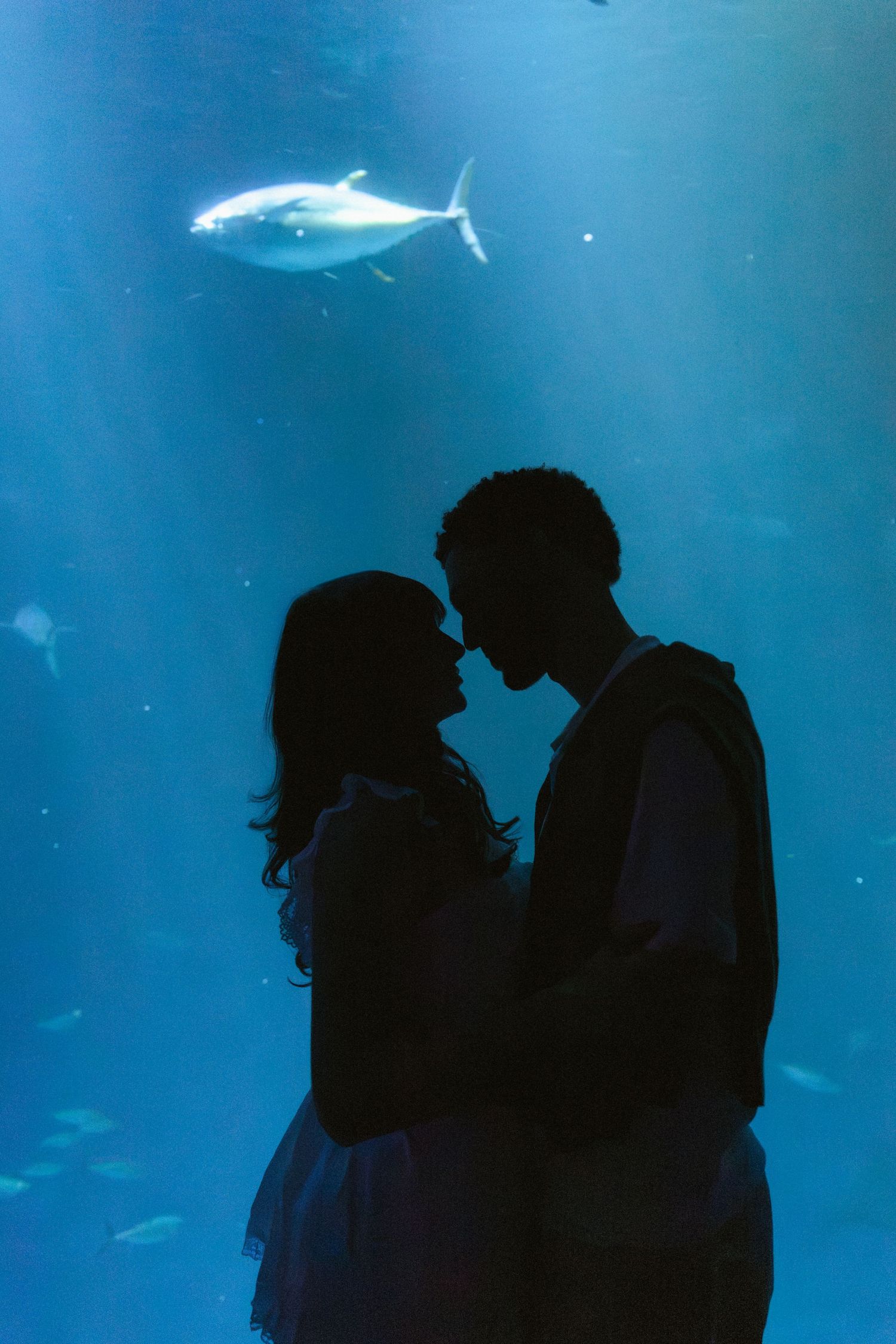 Silhouette of a romantic couple about to kiss in front of a large aquarium tank with a fish swimming above them.