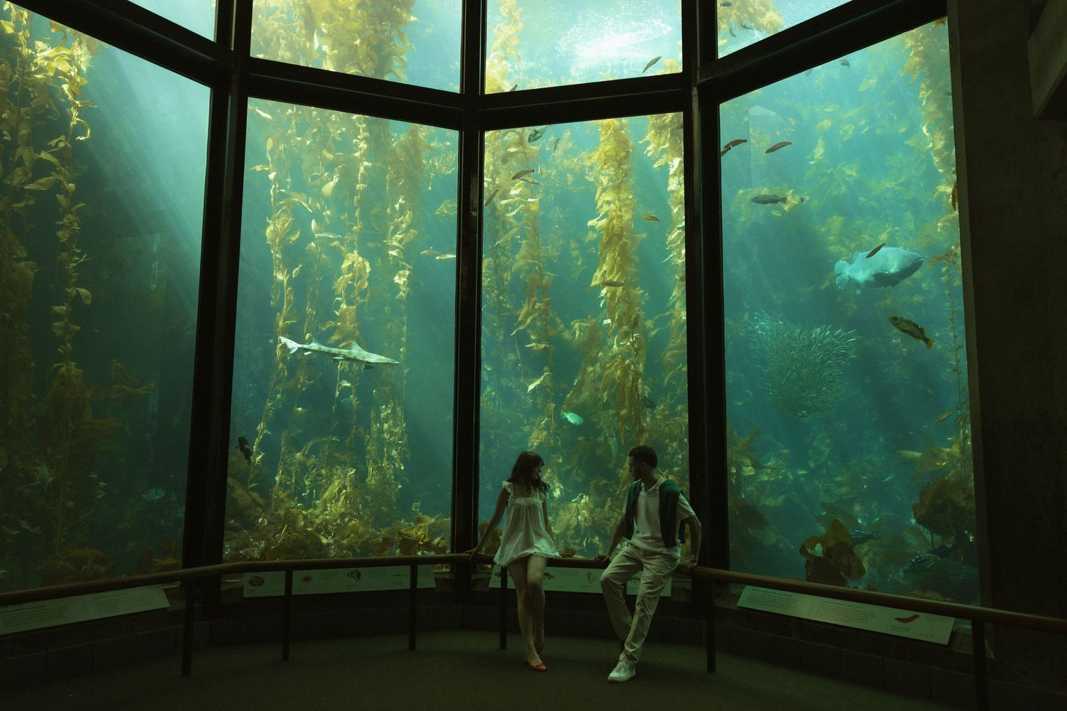 Two visitors sit before a massive kelp forest aquarium tank with sharks and fish swimming among towering seaweed.