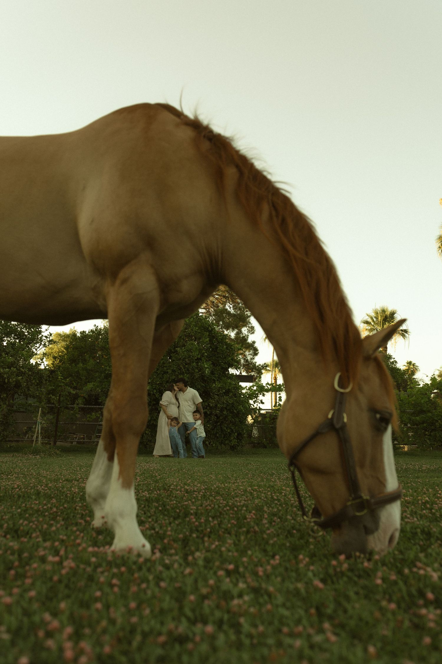 Chestnut horse grazing in foreground with couple embracing in background at sunset.
