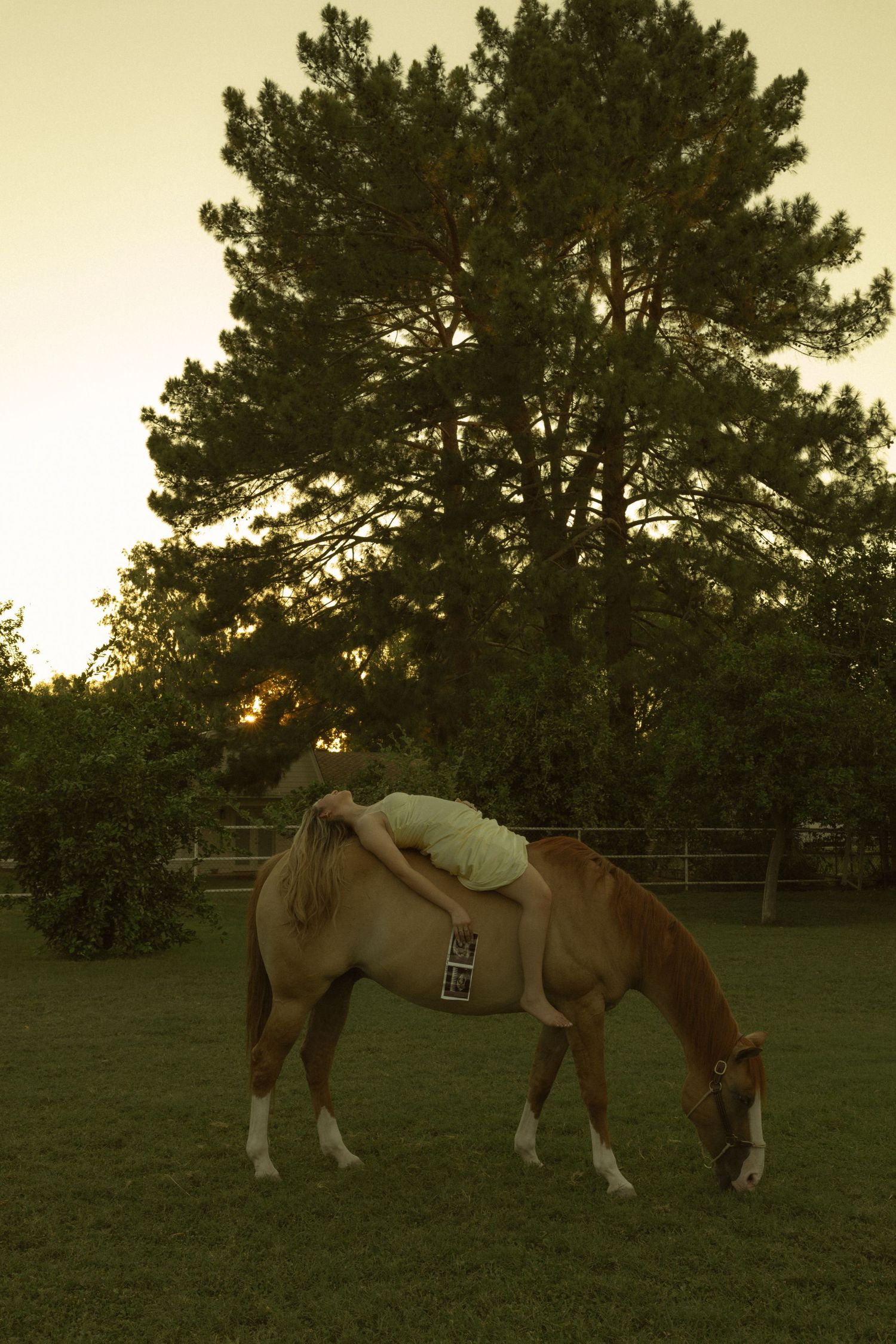 Young woman lying on a brown horse grazing in a green pasture at sunset with tall pine trees in the background.