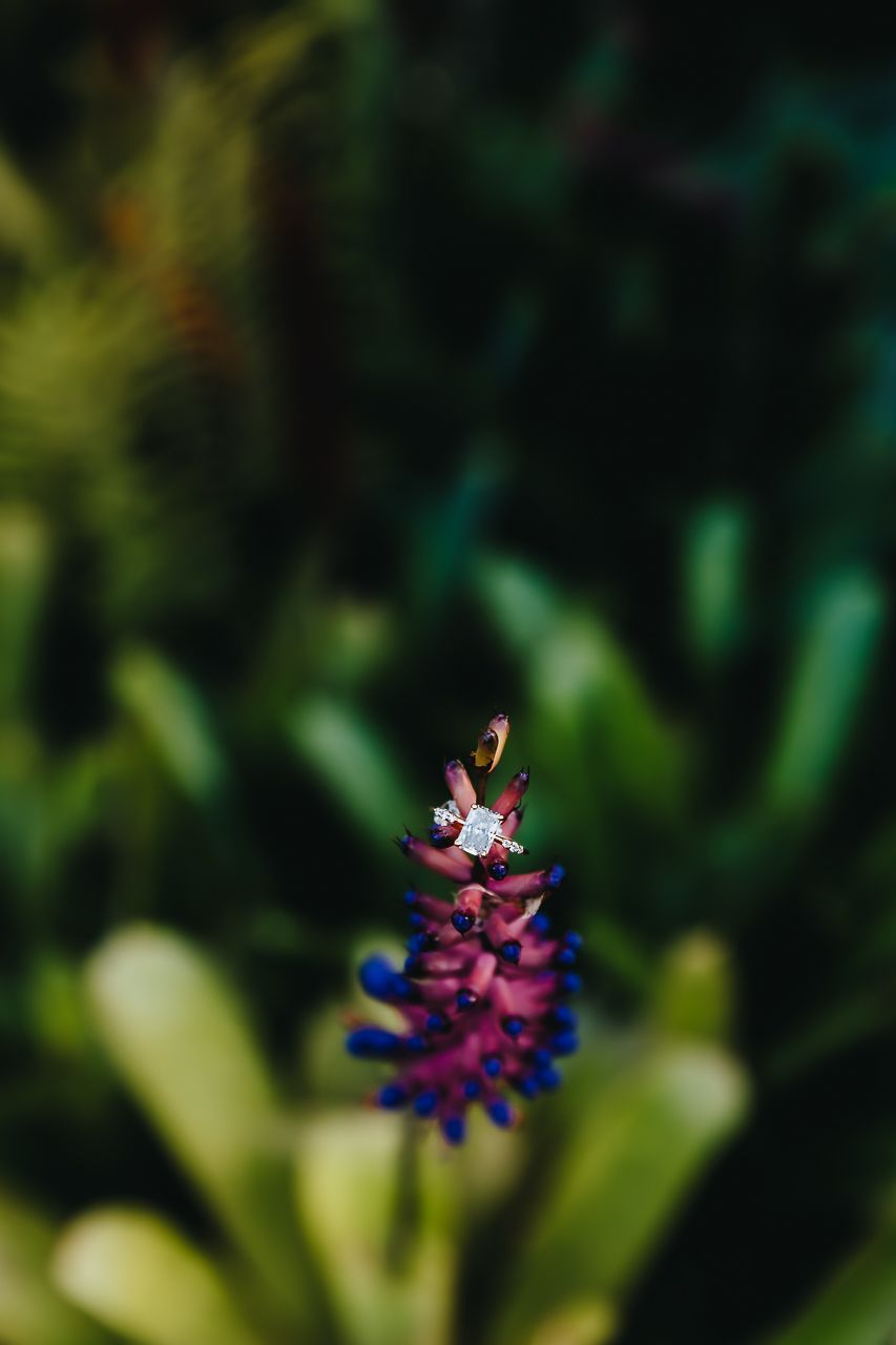 A vibrant pink and blue spiral flower blossom emerges against a blurred green natural background.