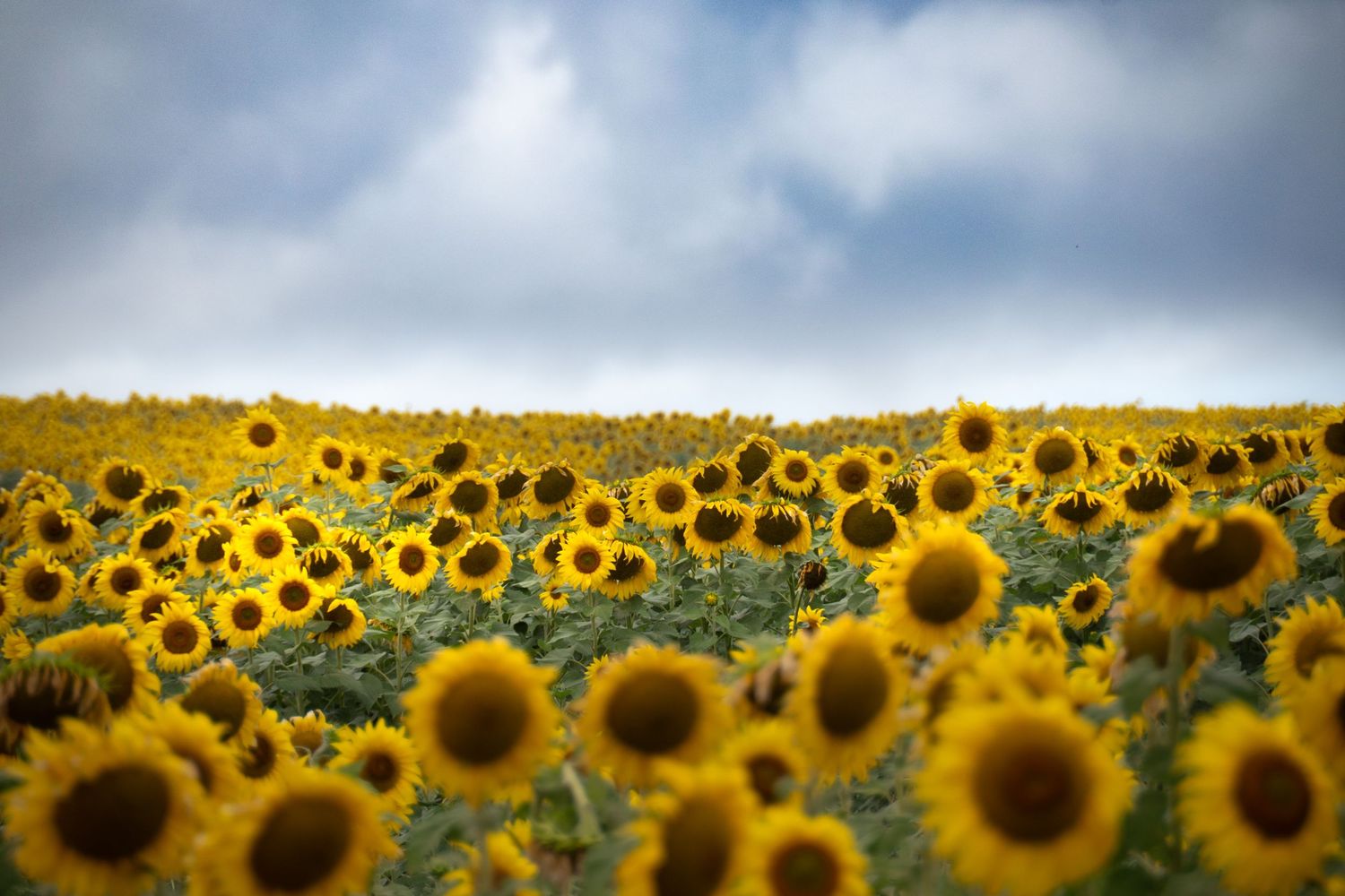 Panoramic view of vast sunflower field under cloudy summer sky. Kauai, Hawaii. Fine art landscape photography.