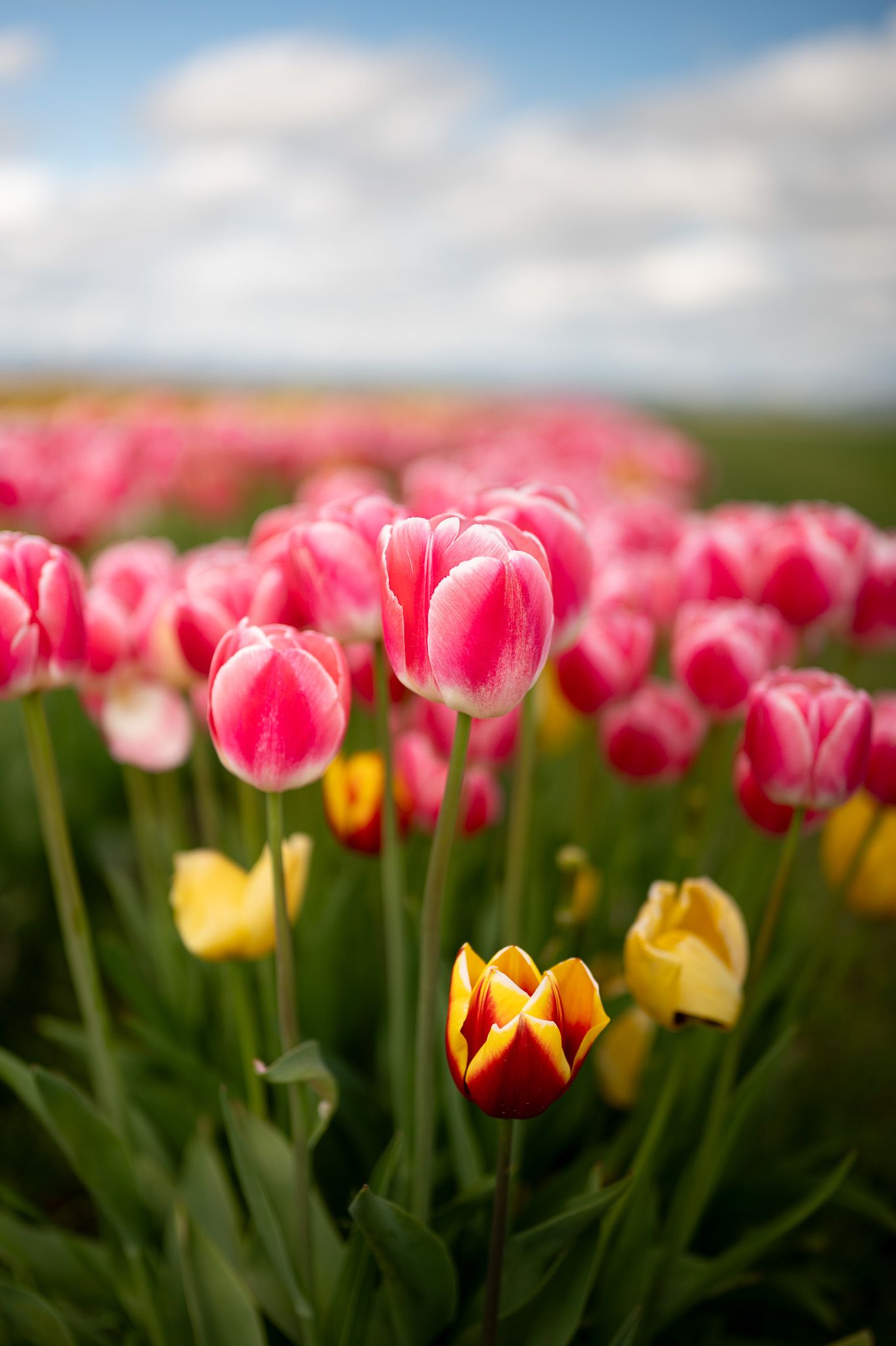 A vibrant field of pink and yellow tulips in full bloom under a partly cloudy sky.