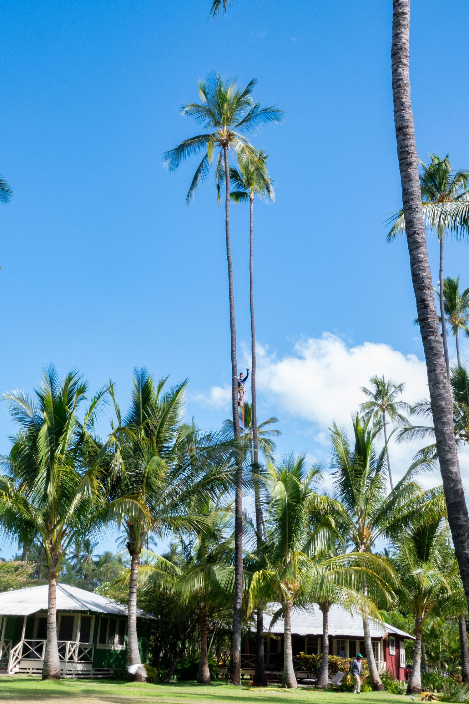 Tropical landscape with tall palm trees and white beach cottages under bright blue sky. Kauai, Hawaii. Landscape Photography.