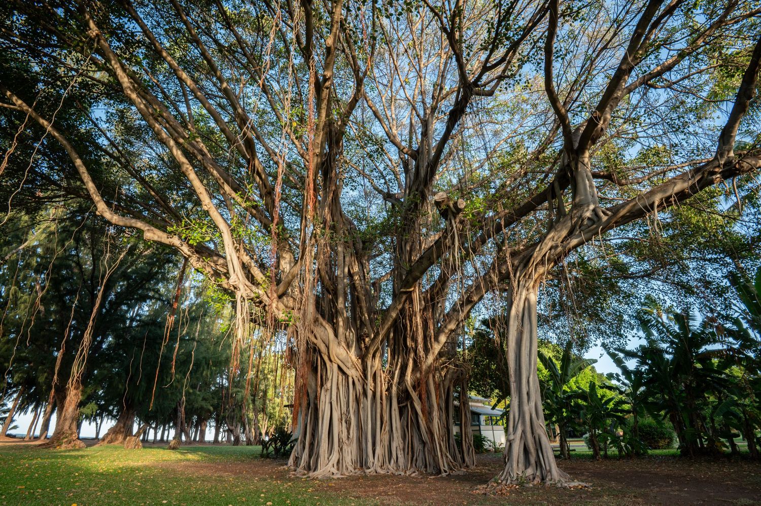 Majestic banyan trees with sprawling aerial roots create a natural canopy in a tropical setting. Kauai, HI. Landscape fine art photography.