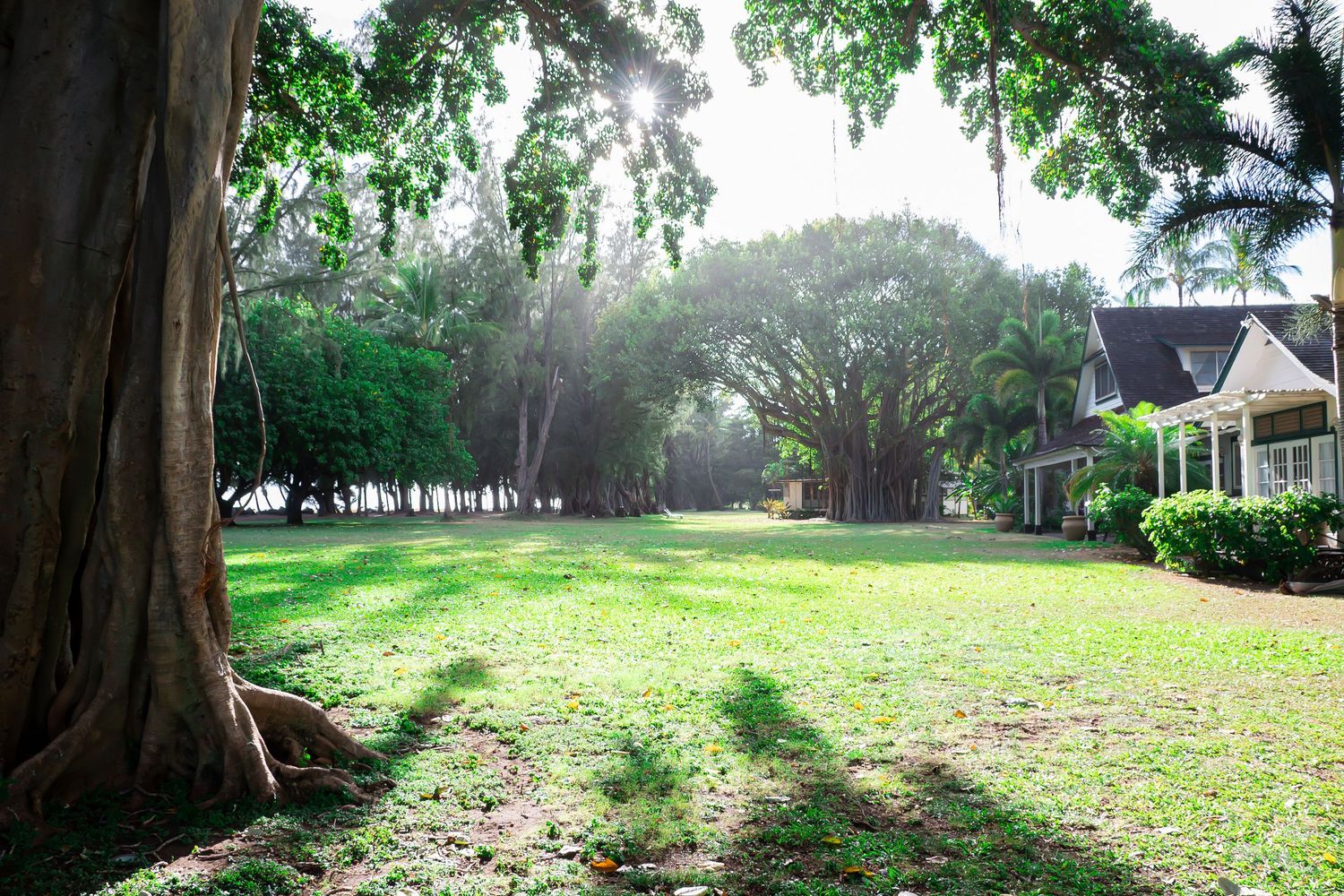 Lush green park landscape with tall trees creating a shaded pathway.