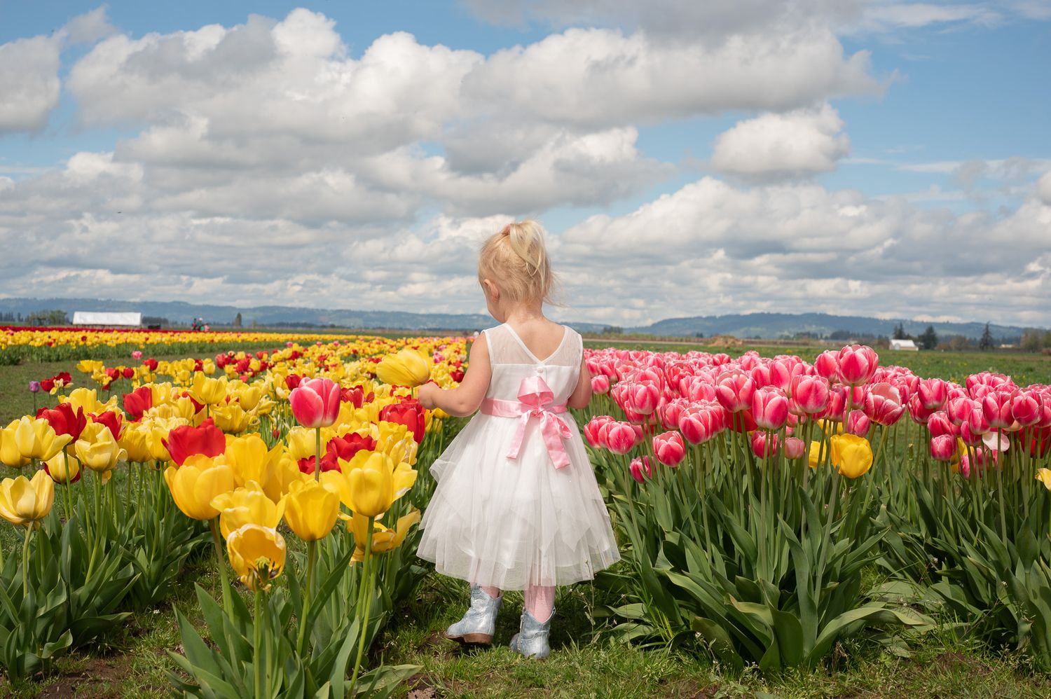 Young girl in white dress with pink bow stands among colorful tulip fields under cloudy sky.