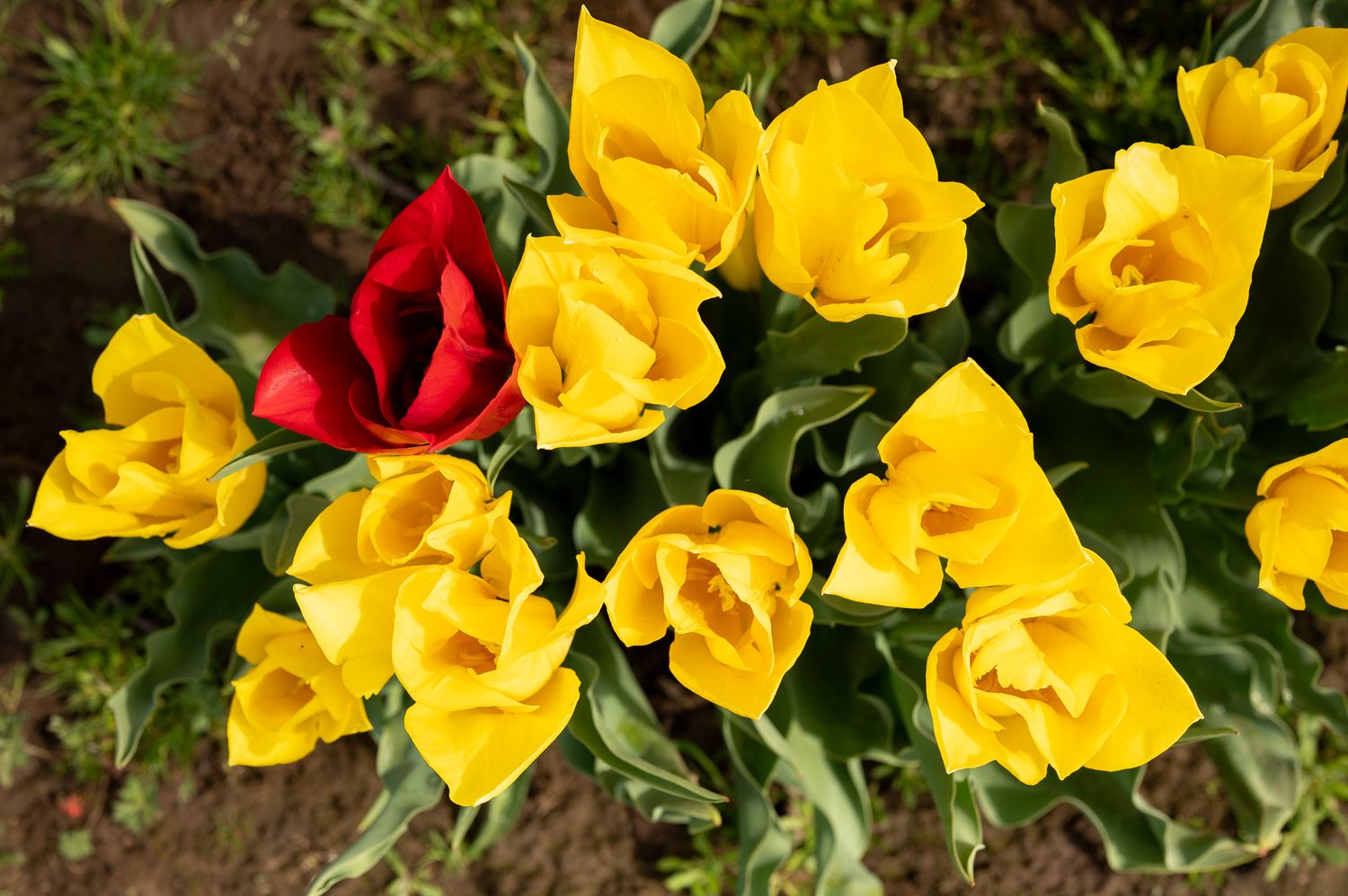 Yellow tulips with a single red tulip standing out in a colorful garden bouquet.