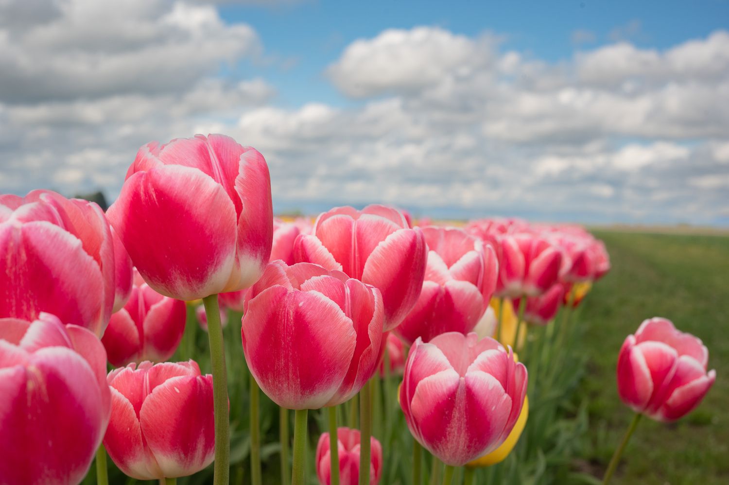 Pink tulips bloom in a lush green field under a partly cloudy blue sky in spring.