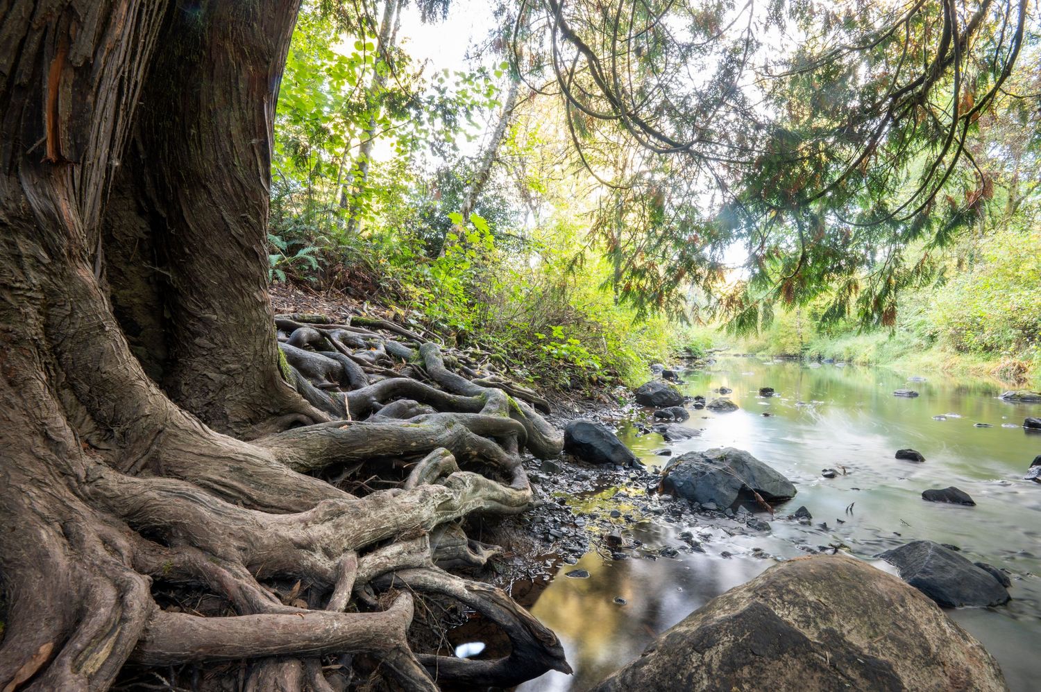 Ancient tree roots intertwined along a rocky riverbank in a lush forest setting. Oregon. Landscape fine art photography.