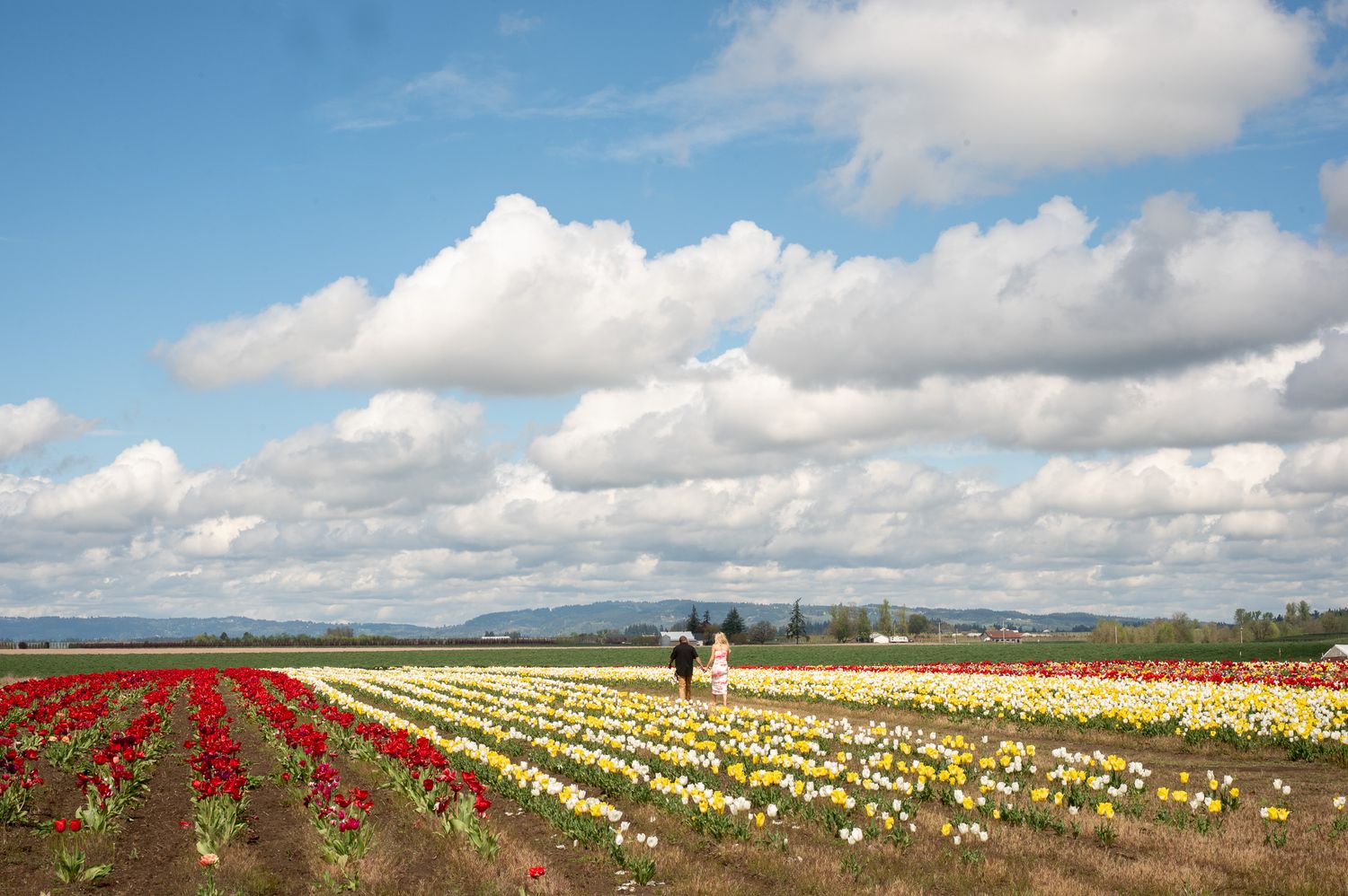 Two people walk through vibrant rows of red, yellow, and white tulips under a dramatic cloudy sky in a vast flower field.