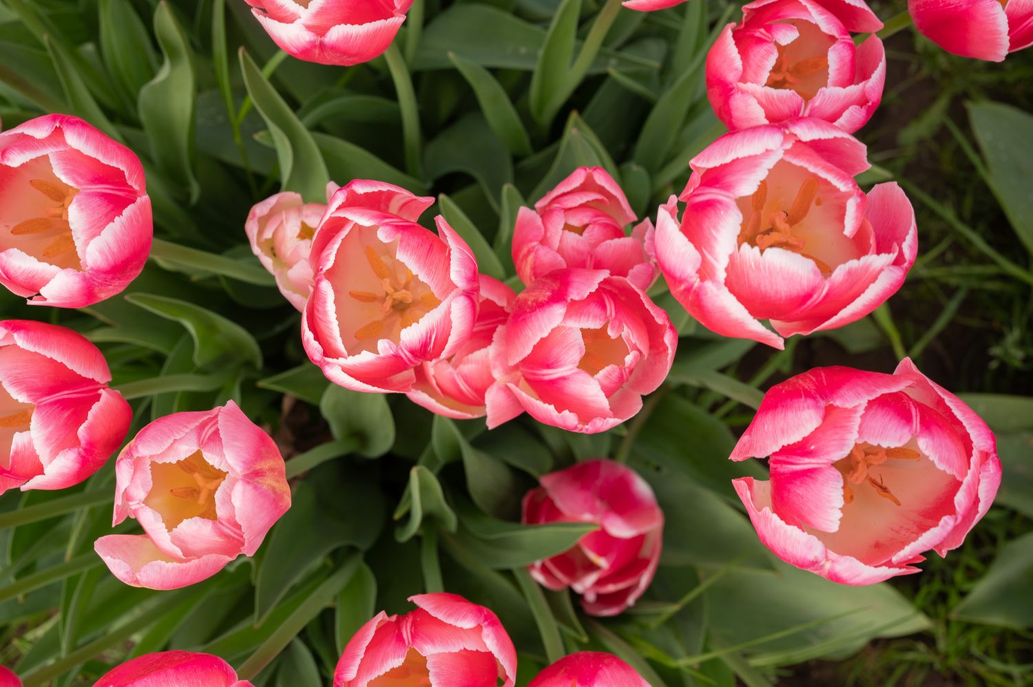 Close-up of vibrant pink and white double tulips blooming in a garden.