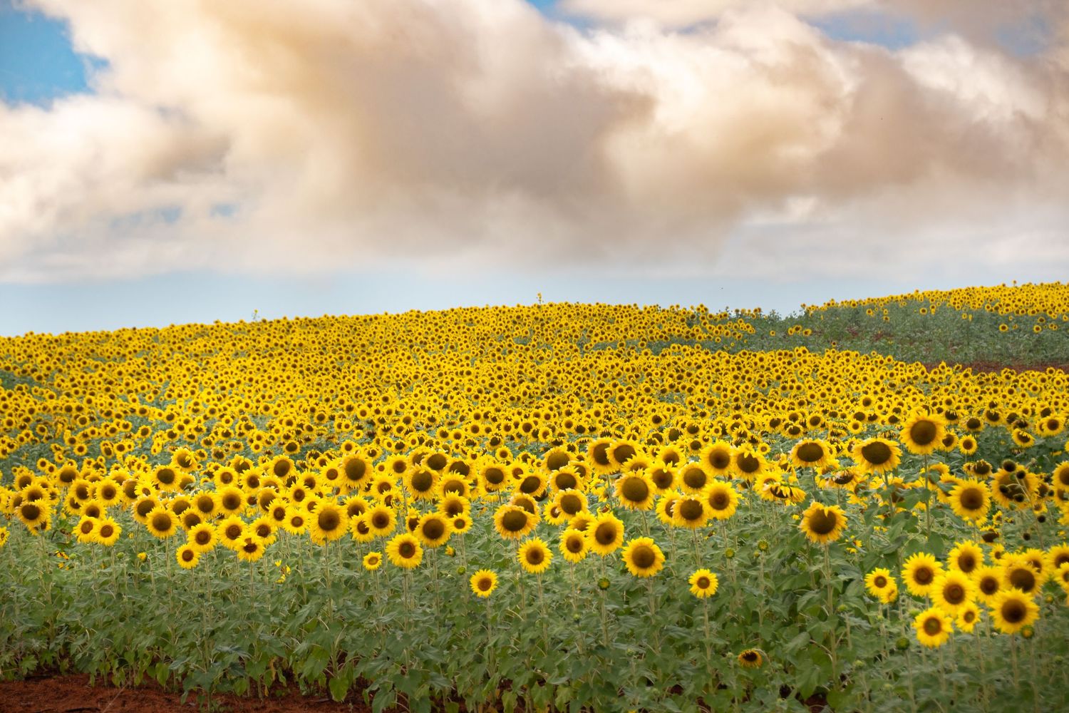 Vast field of bright yellow sunflowers stretching to the horizon under a cloudy sky. Kauai, Hawaii. Landscape fine art photography.
