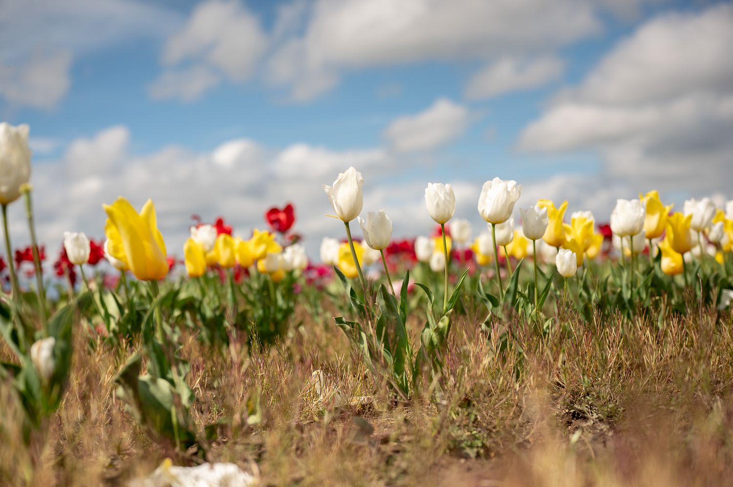 Colorful tulip field with yellow, white, and red blooms under a cloudy blue sky.
