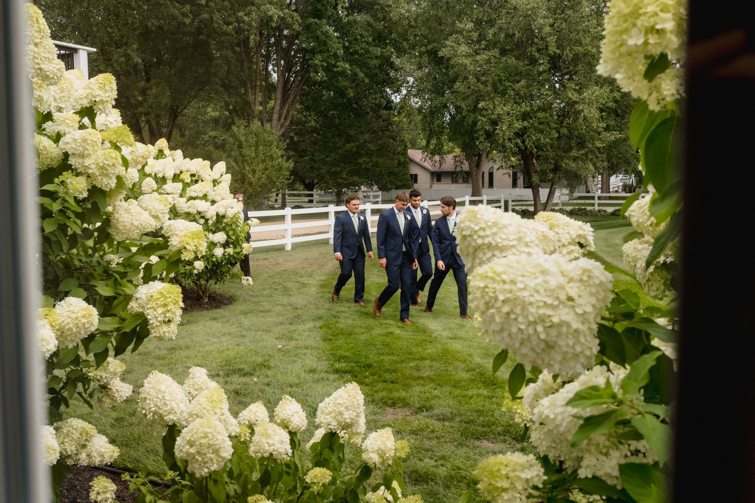 Groomsmen in navy suits walking through lush garden with white hydrangeas at an outdoor wedding venue.