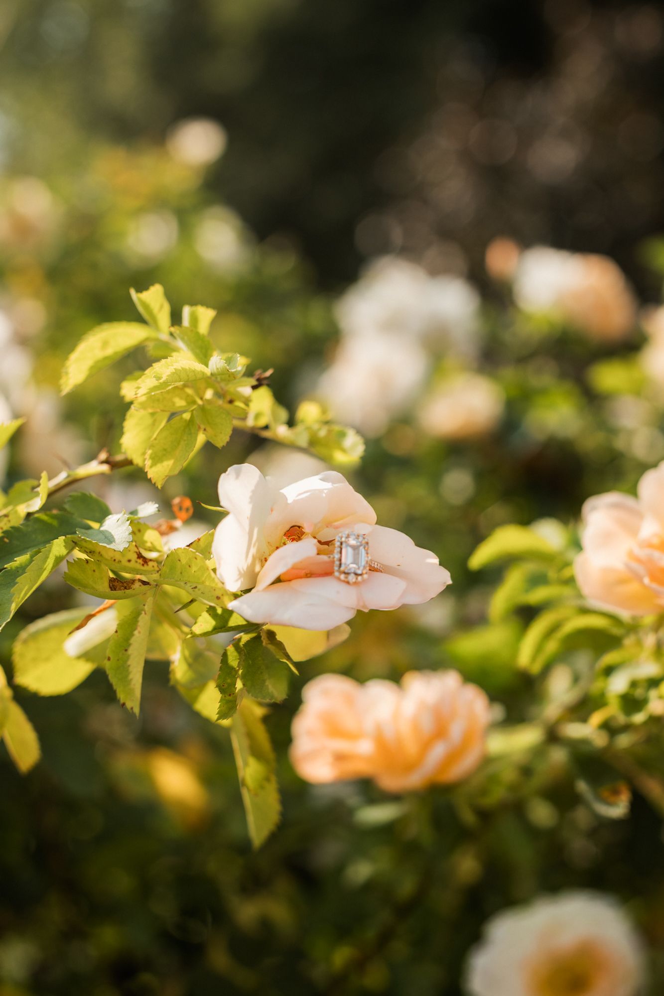 Elegant emerald cut engagement ring resting in a blooming peach rose bush in soft golden sunlight.