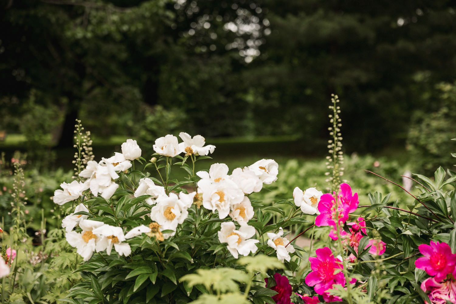 Garden with blooming white and pink flowers in full summer glory.