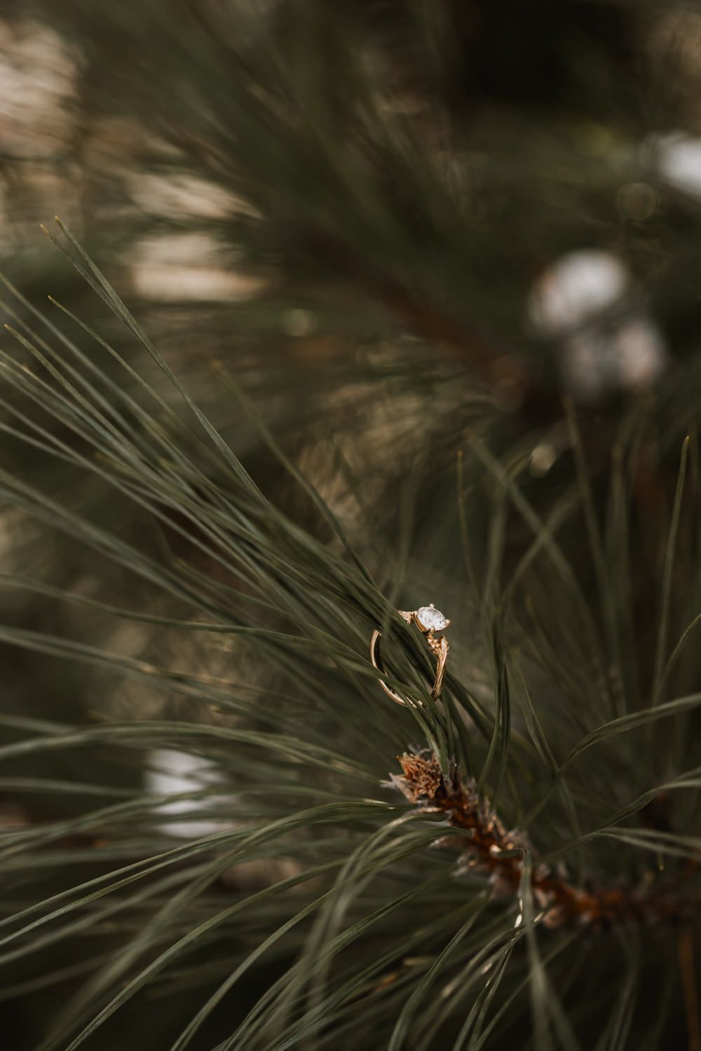 Close-up macro photography of pine needles and branches in dark moody lighting with shallow depth of field.