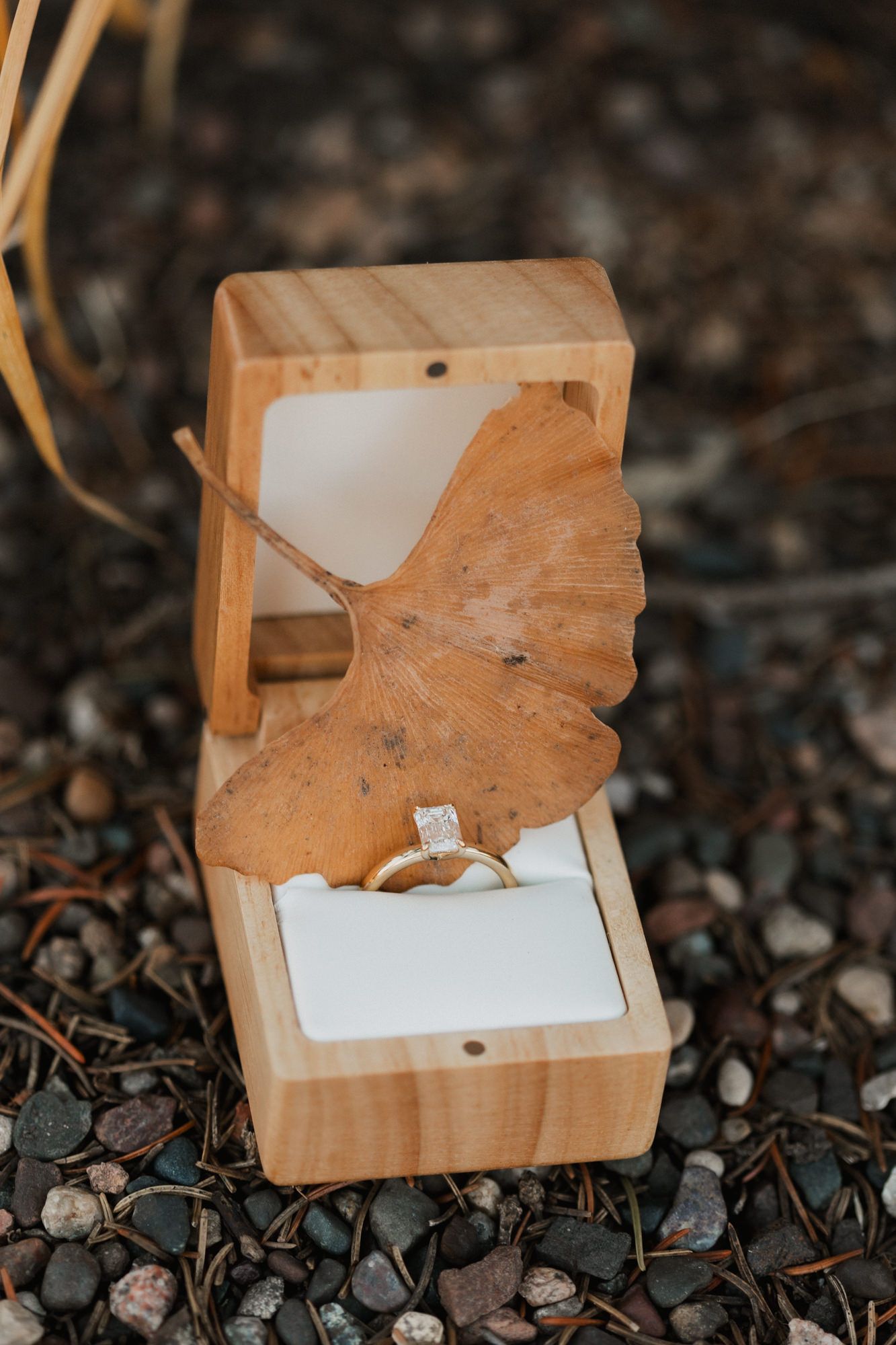 Gold engagement ring displayed in a wooden ring box with a ginkgo leaf on pebbled ground.