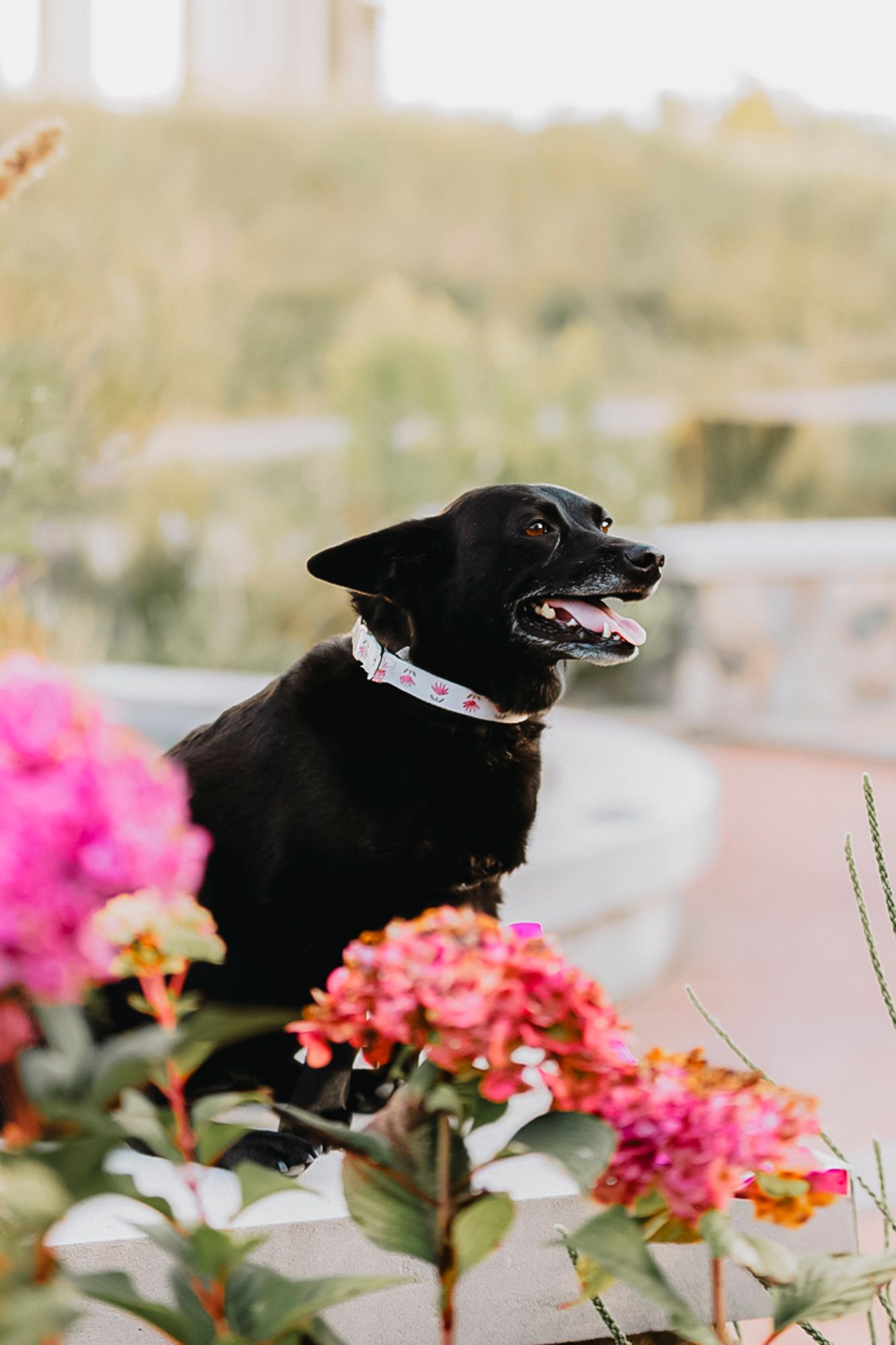 A happy black dog sitting among vibrant pink flowers in a garden setting.