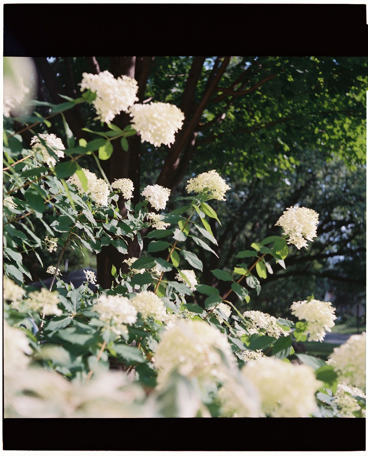 Clusters of delicate white hydrangea blooms growing on bushes against a blurred green garden background.