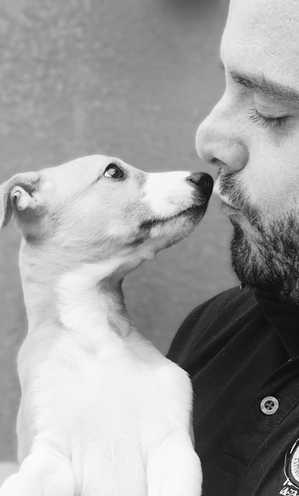 whippet di scala pacina, image size:967x1600