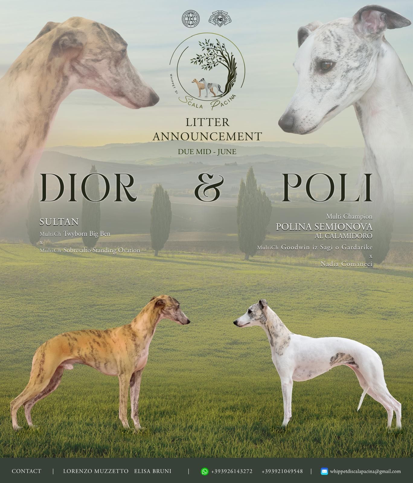 diorxpoli