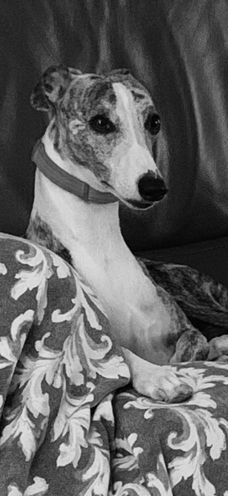 allegra